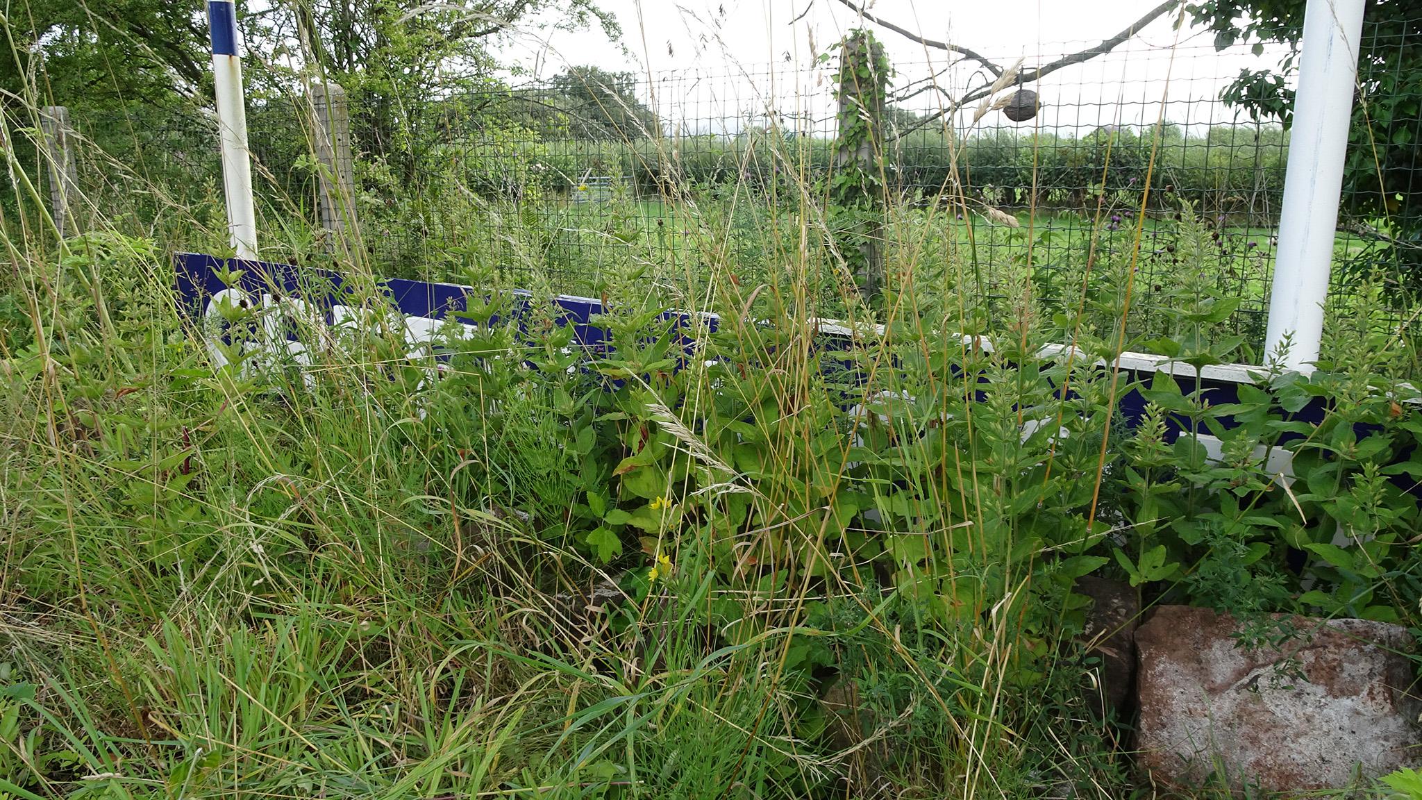 Fallen sign amid overgrowth at Green Road station