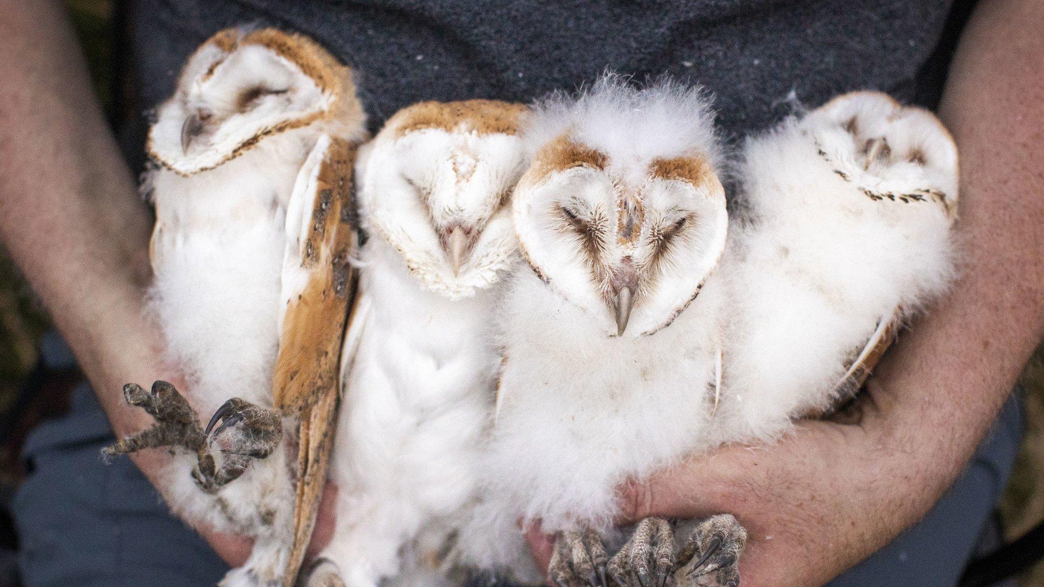 Barn owl chicks