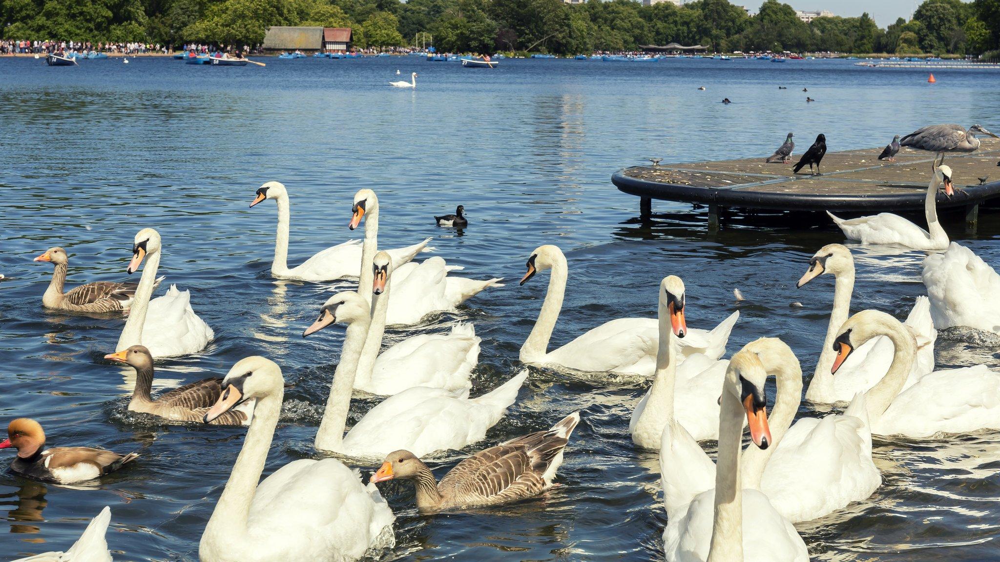 Swans in Hyde Park