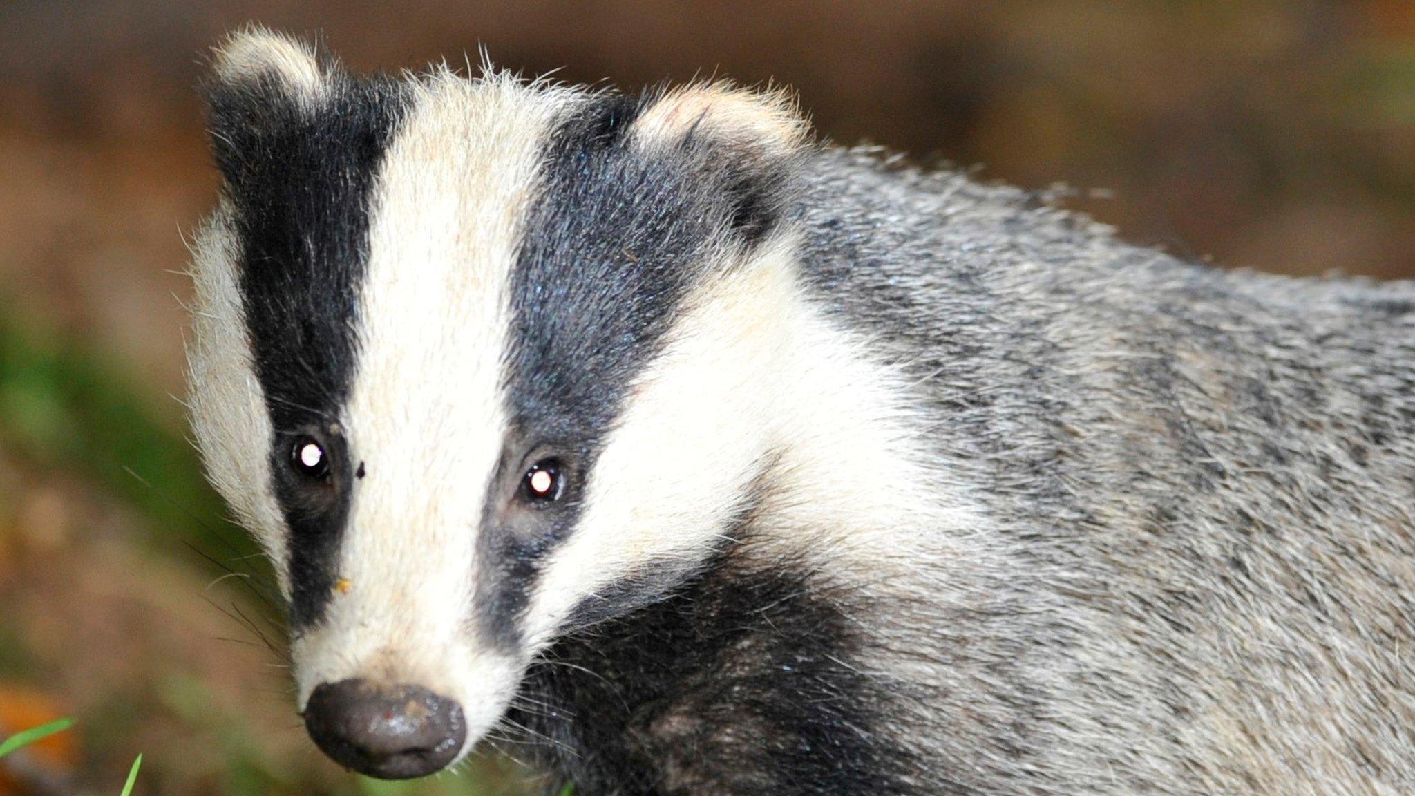 Badger