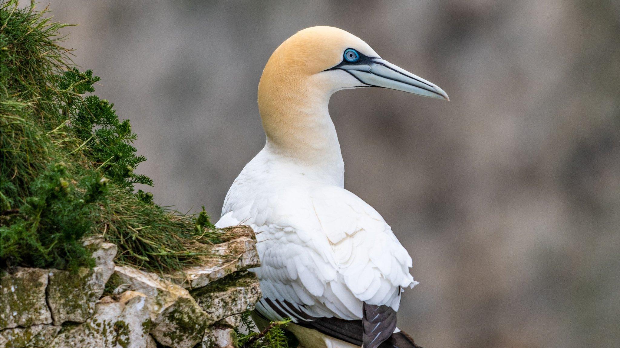 Gannet