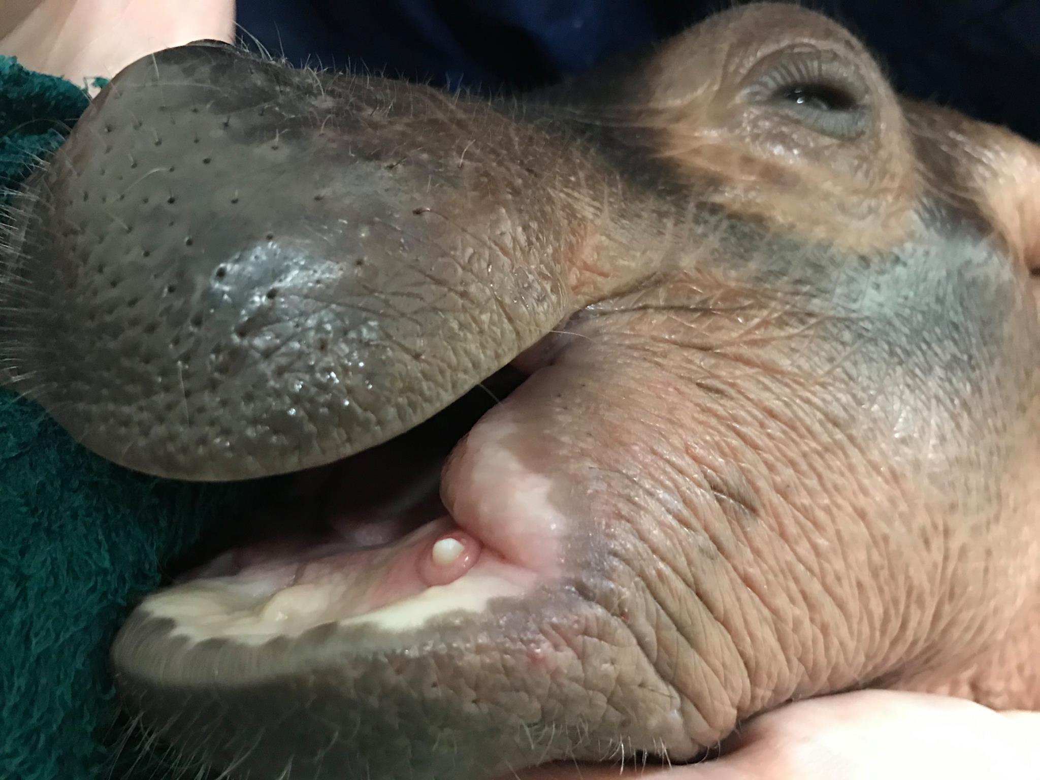 Fiona the baby hippo