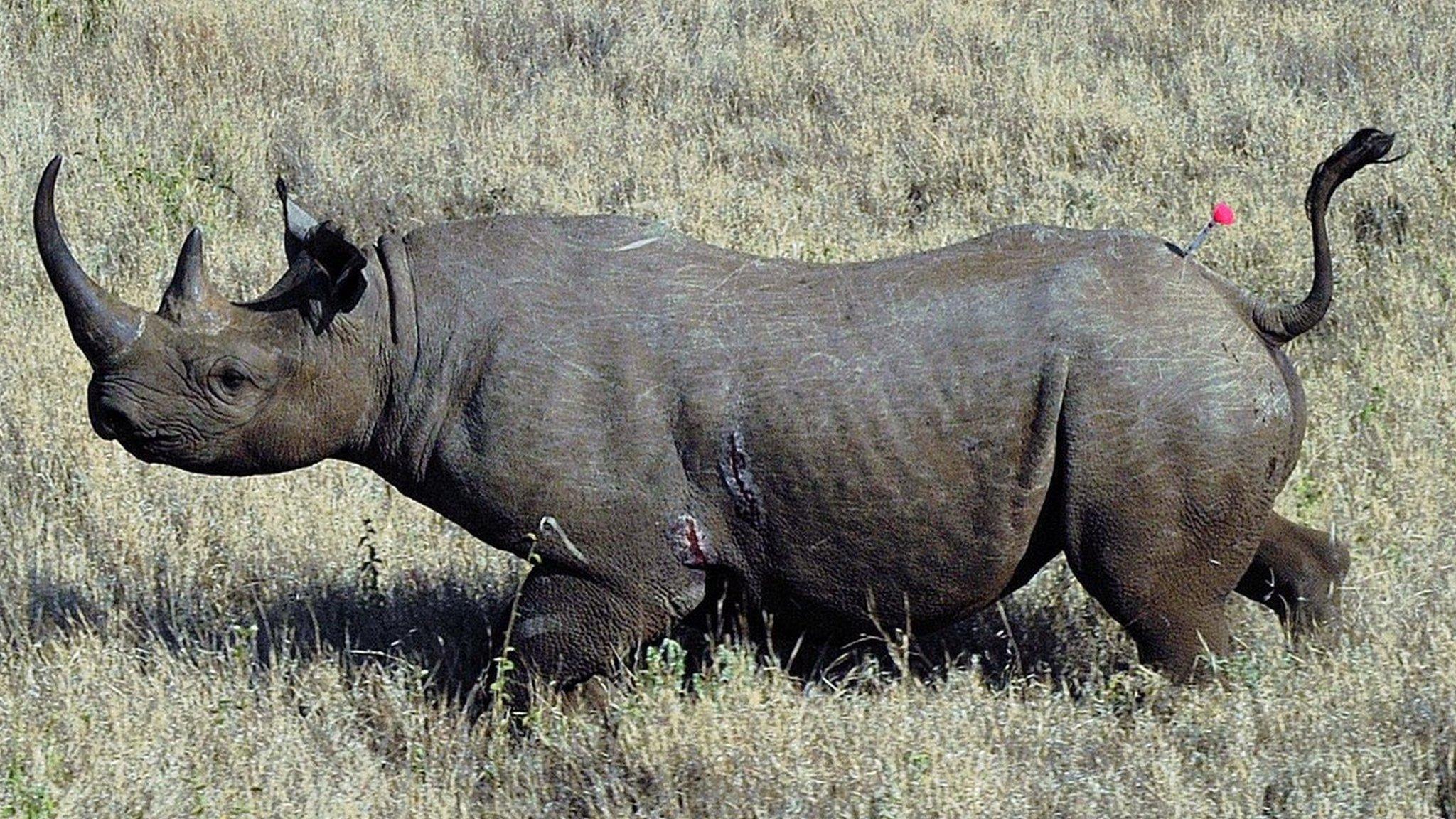 A wild male black rhino named Sambu is pictured after it was darted from a helicopter in Lewa conservancy on August 28, 2013.