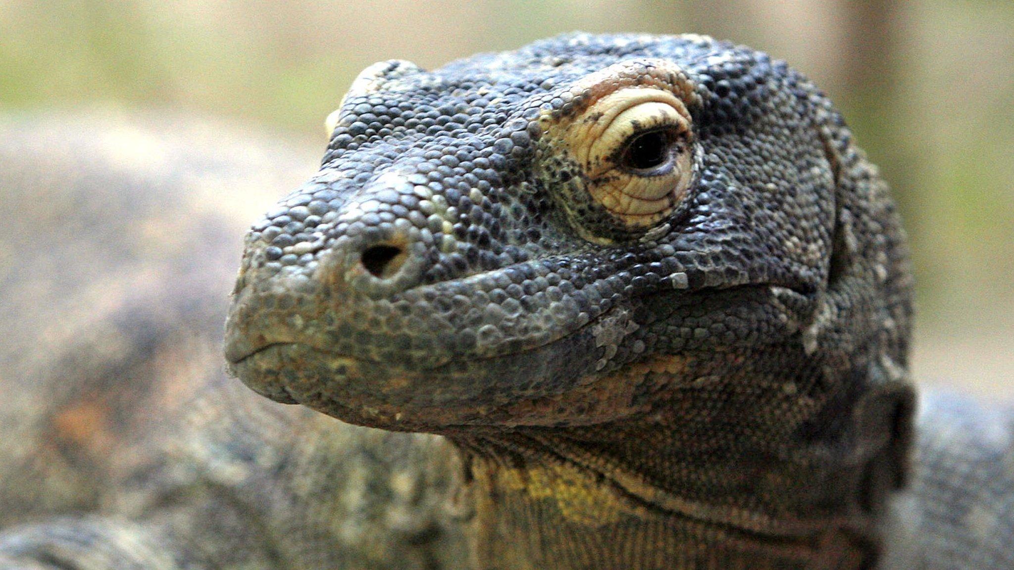 File image of a Komodo dragon