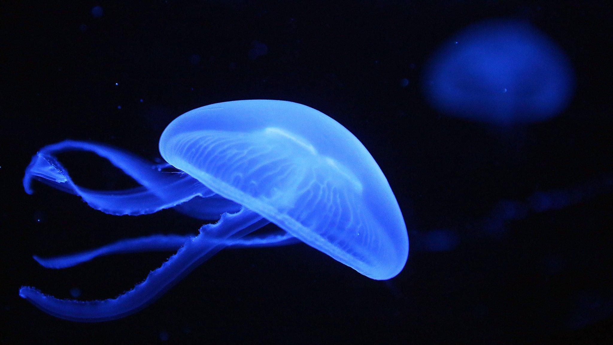 A jellyfish