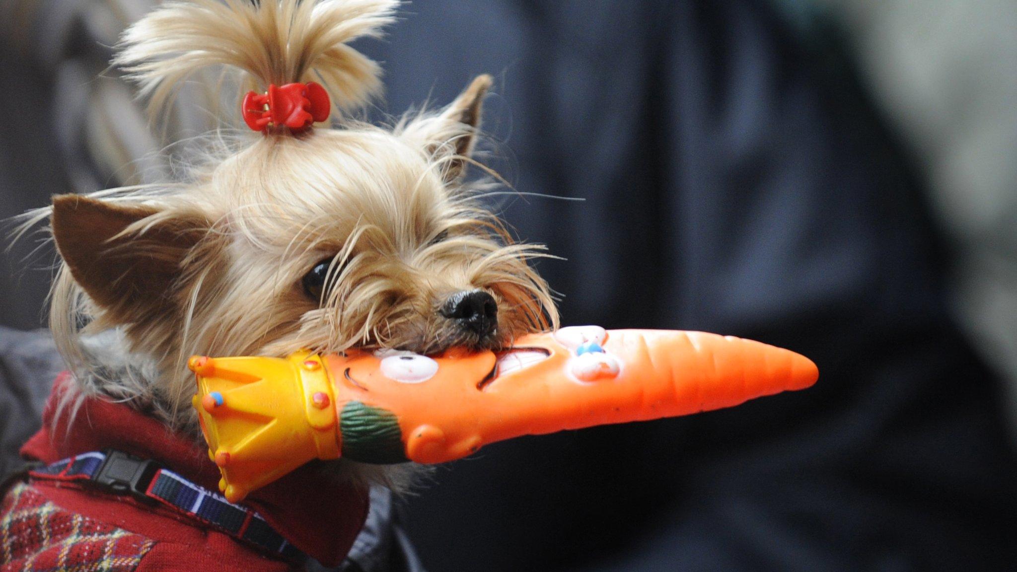 What's your dog's fave toy?