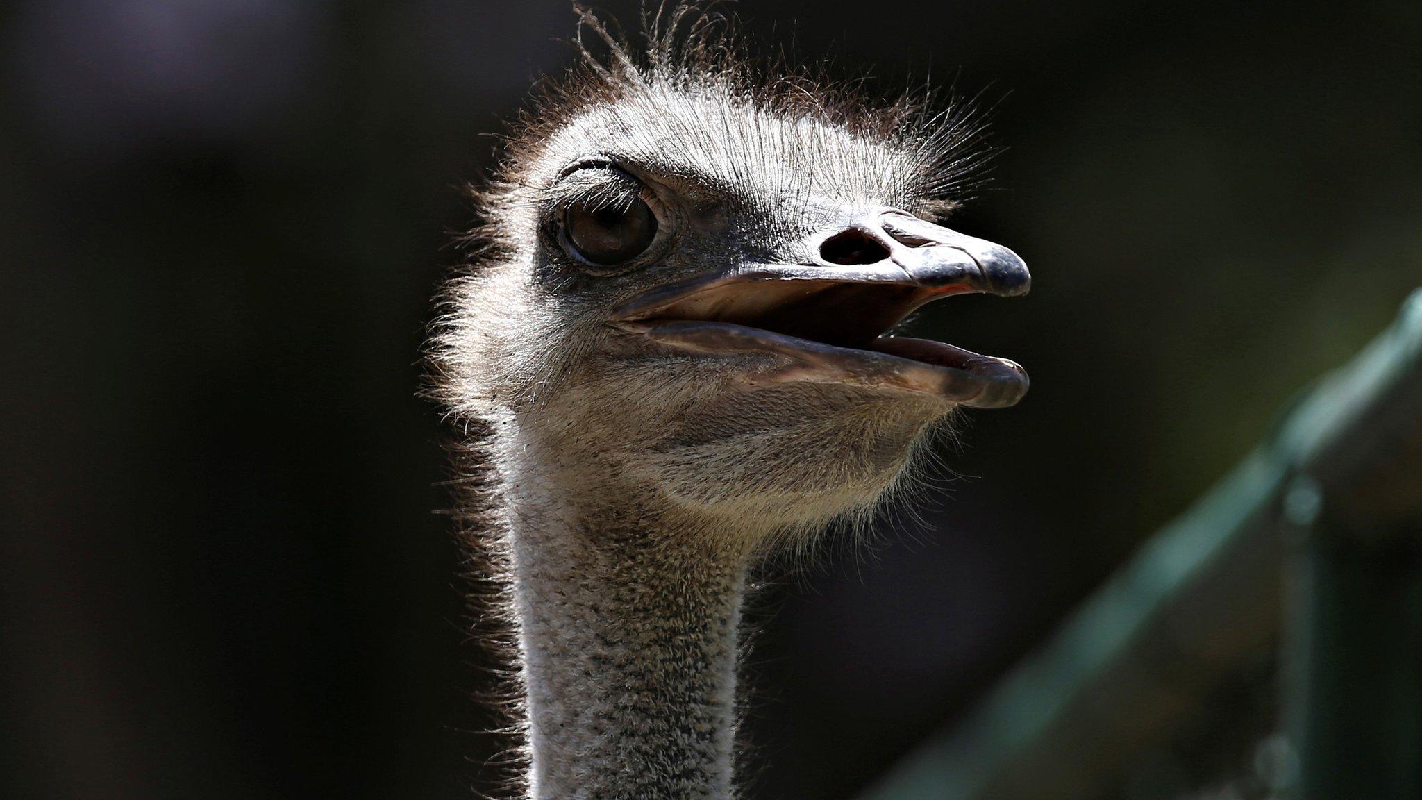 An ostrich is seen at a local zoo in Havana