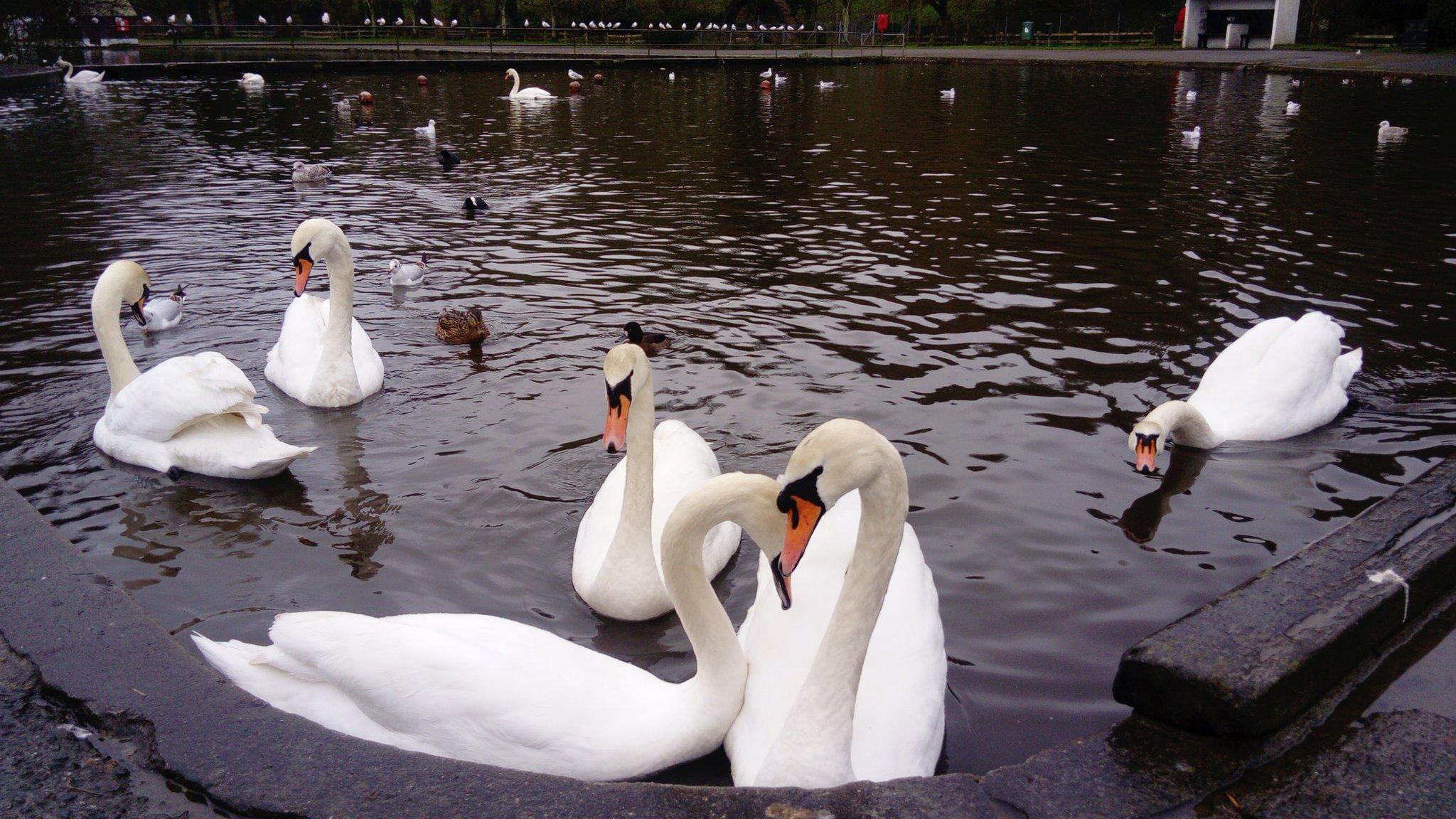 Helston swans