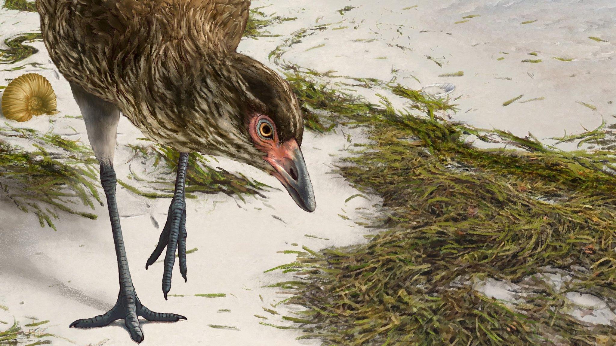 Bird reconstruction