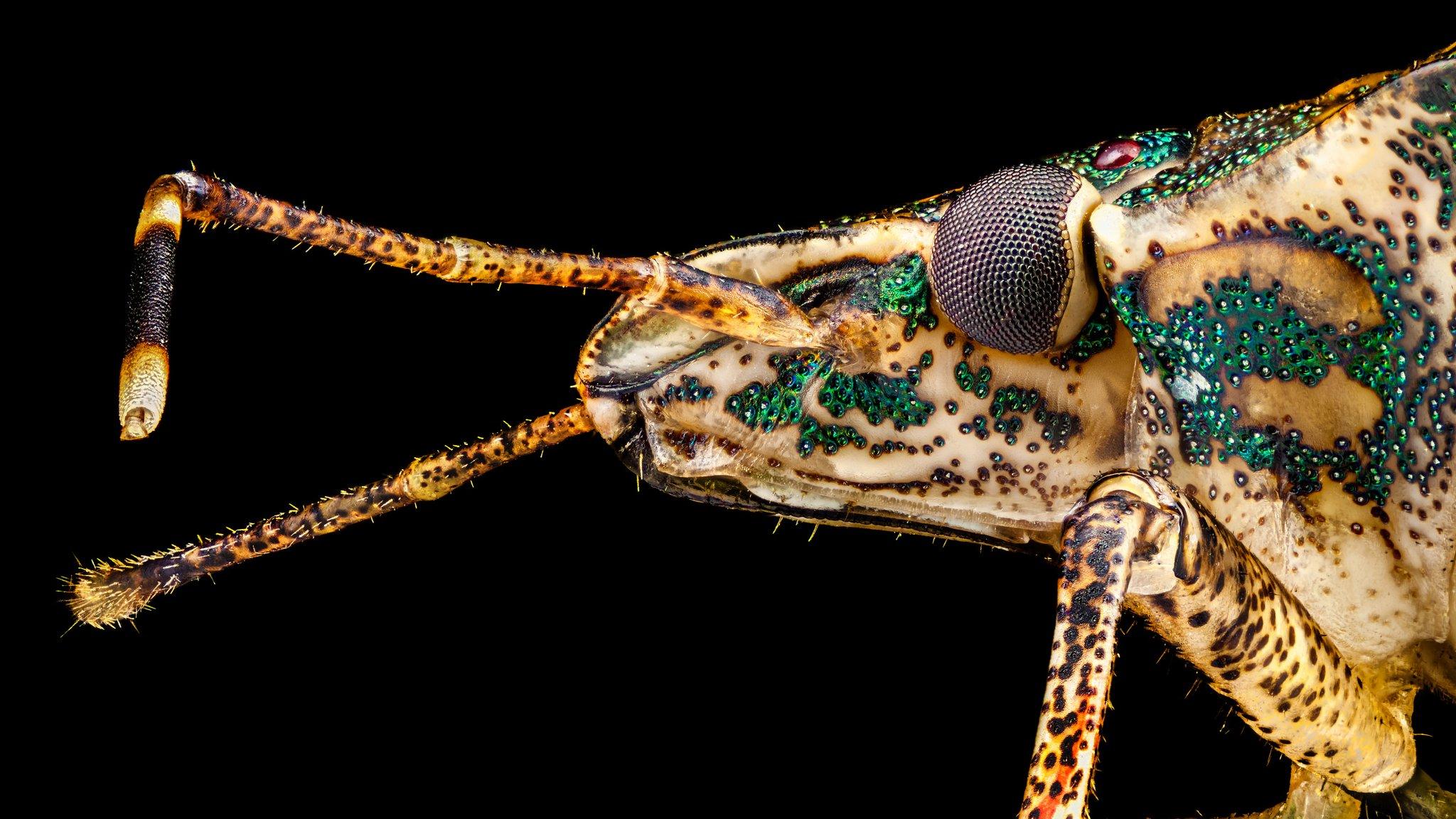 side profile of a stink bug