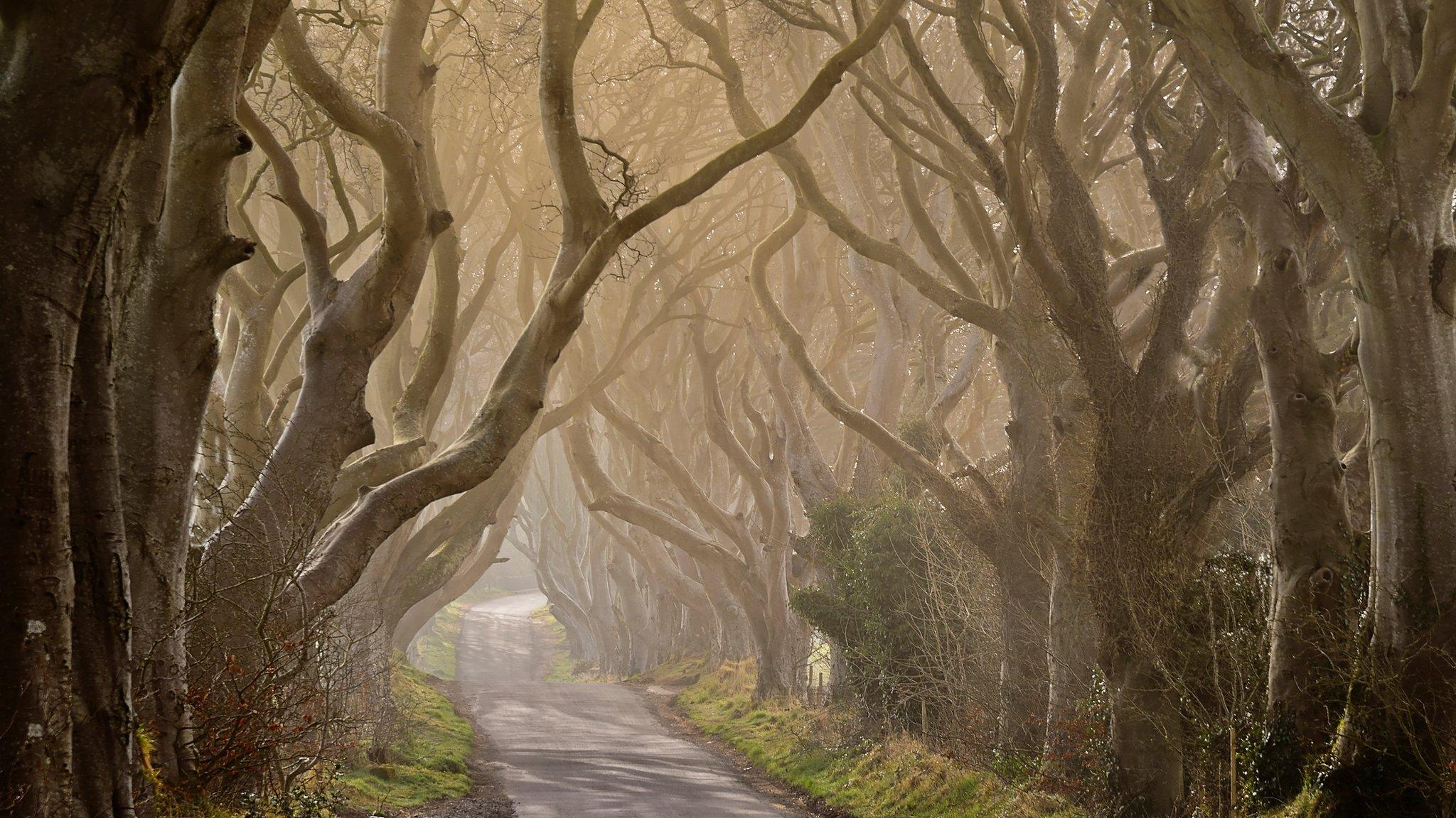 The Dark Hedges