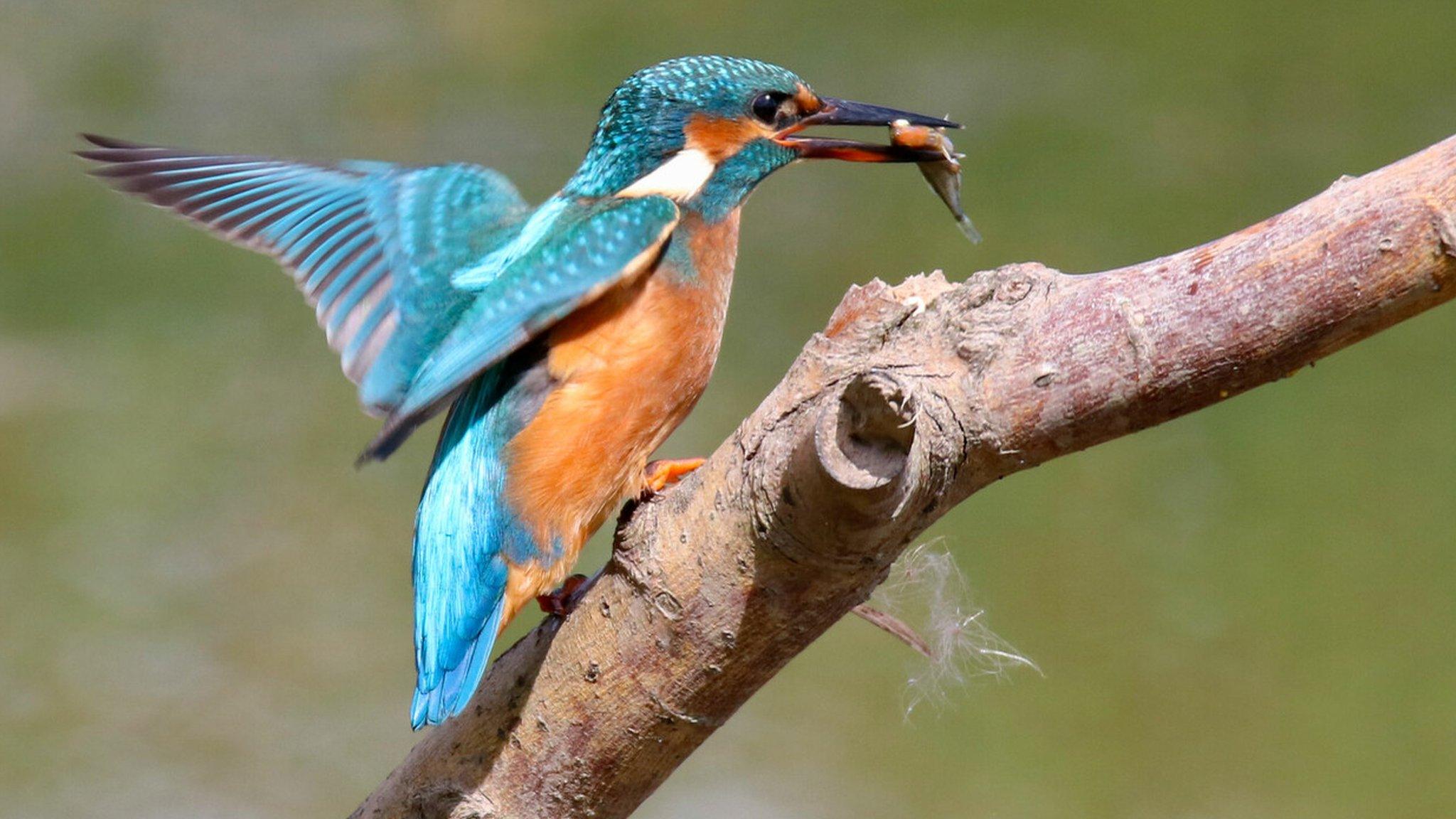 Male Kingfisher