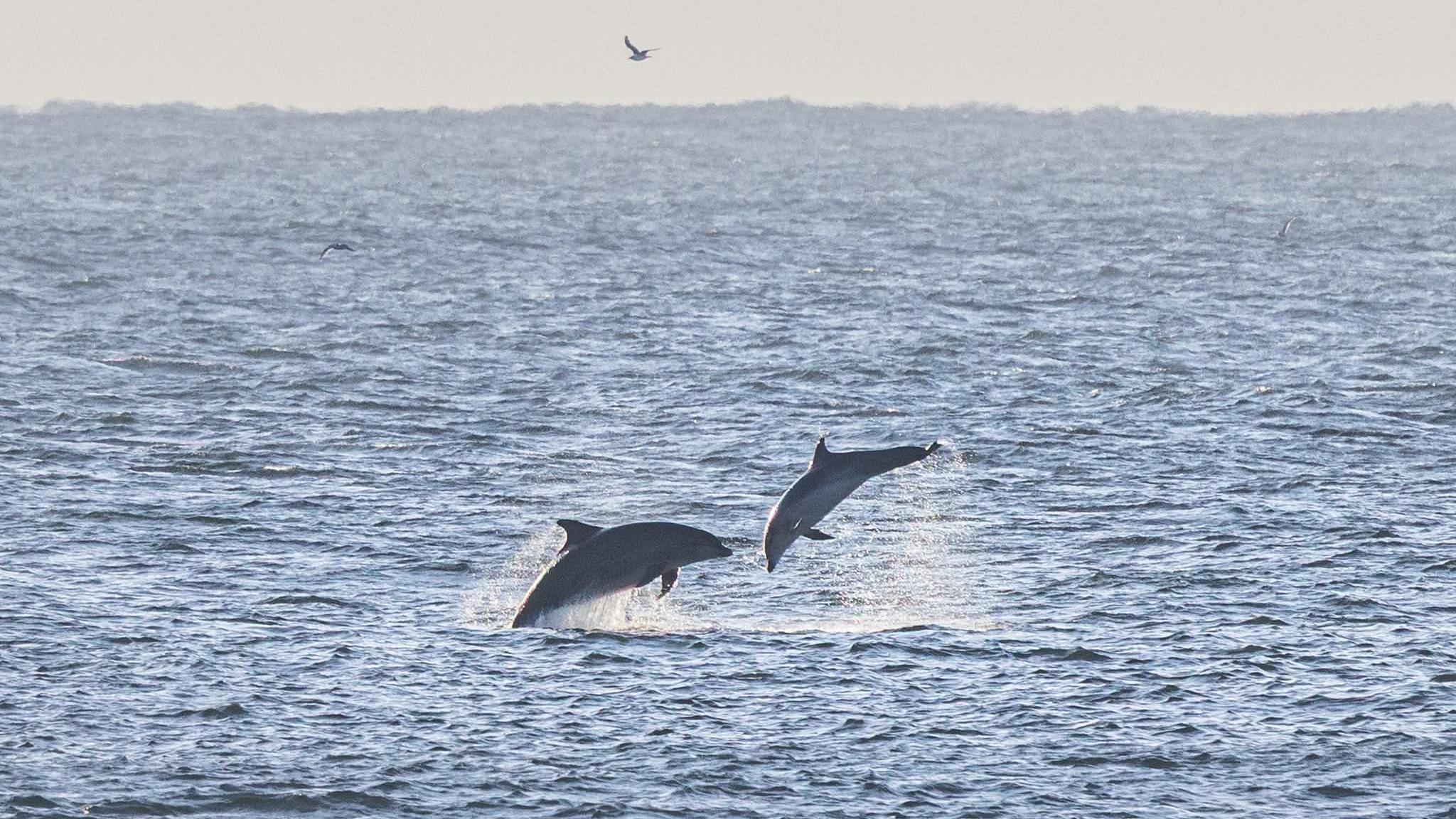 Two dolphins mid-jump out of the light blue ocean, causing a splash. The sky above is grey and as a bird flies overhead.