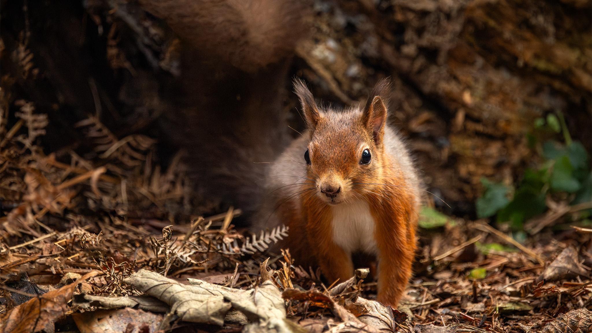 A red squirrel looks at the camera. It is standing in fallen brown leaves with a tree behind.