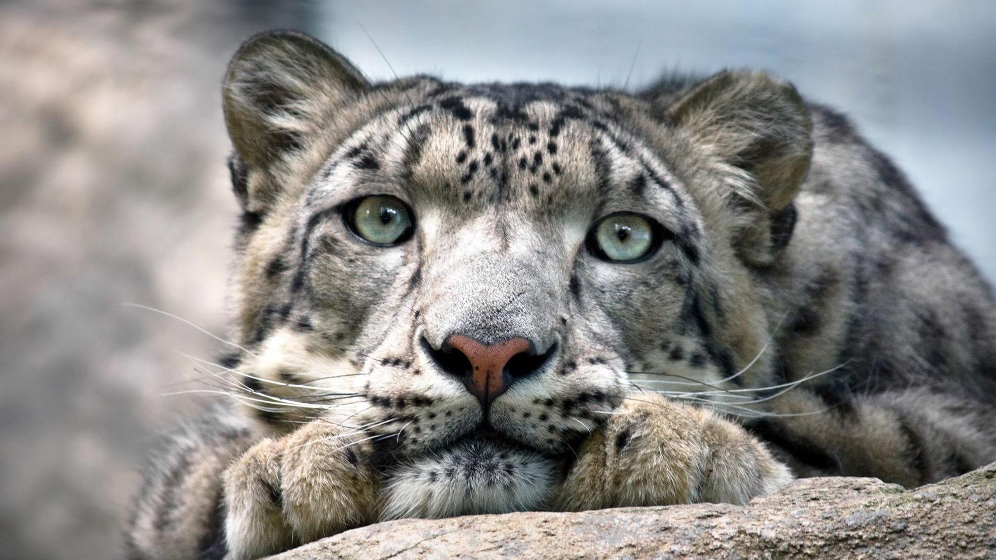Snow leopard lying on a rock.
