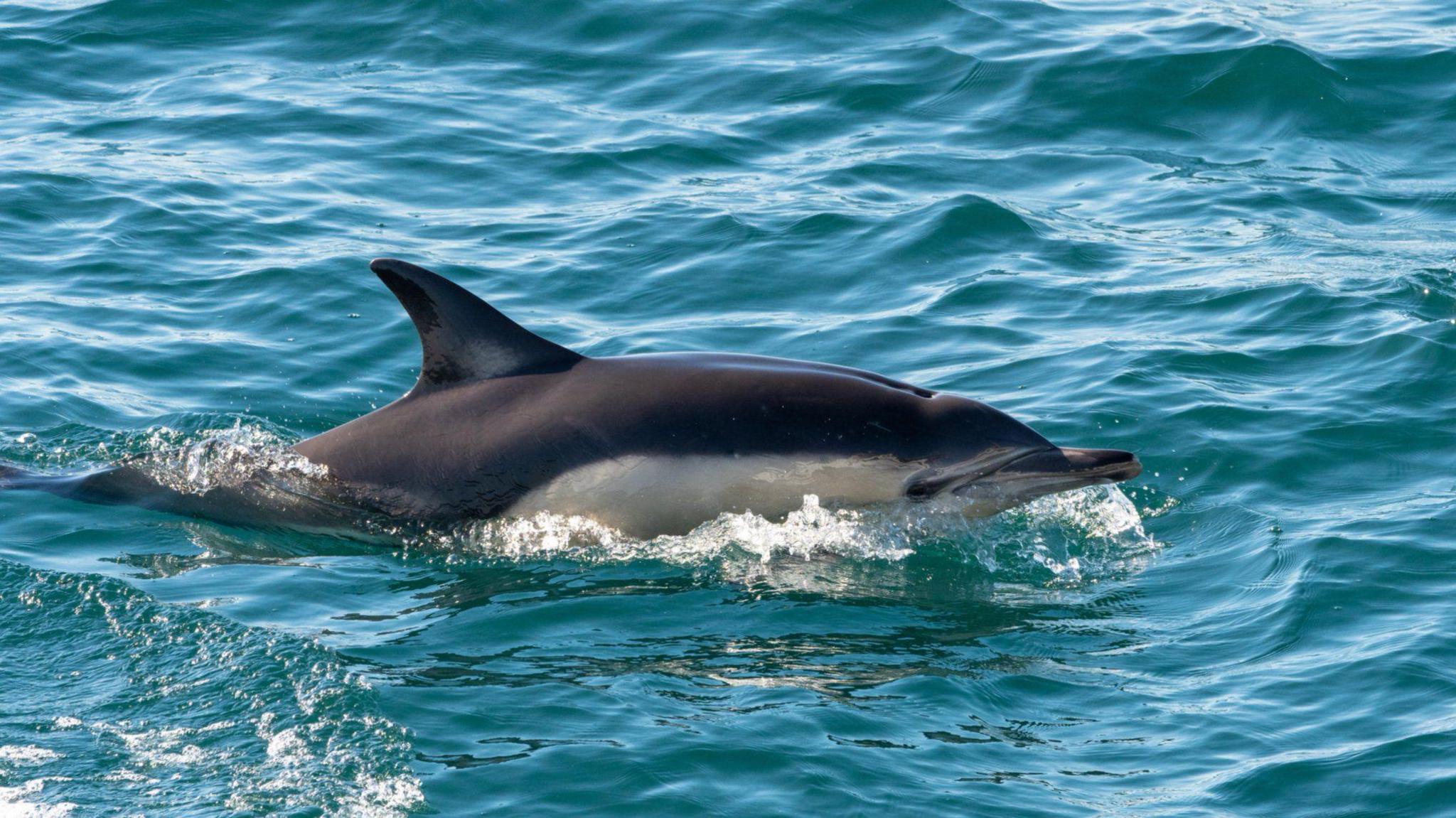 A common dolphin swimming in the sea. 