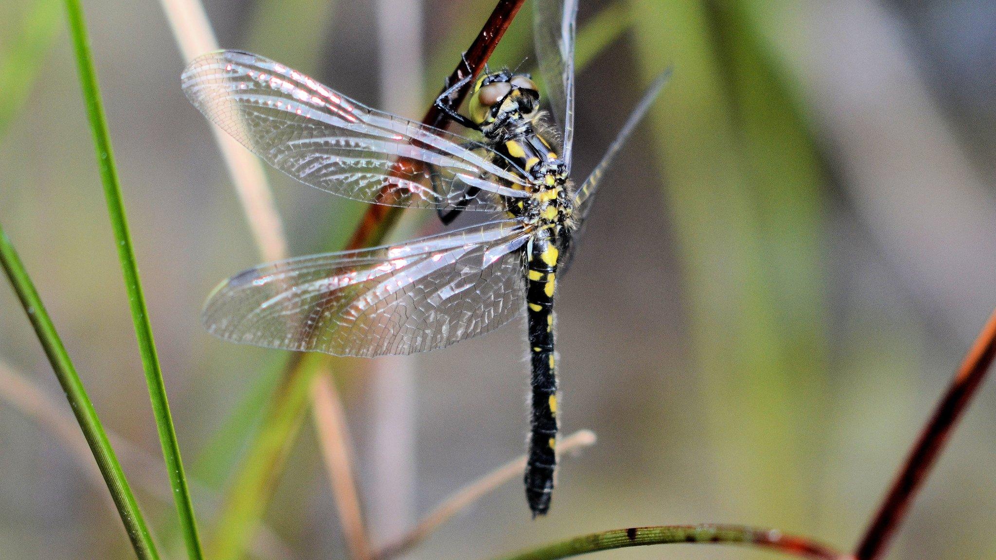 White-faced darter