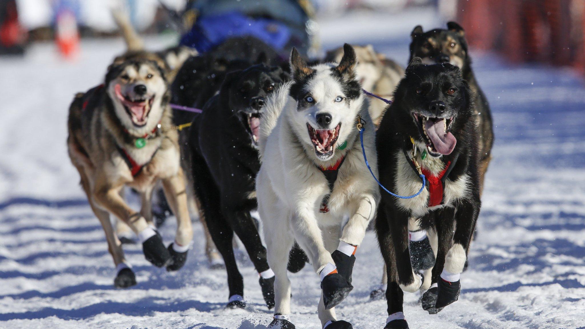 A team competes in the Iditarod Trail Sled Dog Race in Willow, Alaska. 6 March 2016