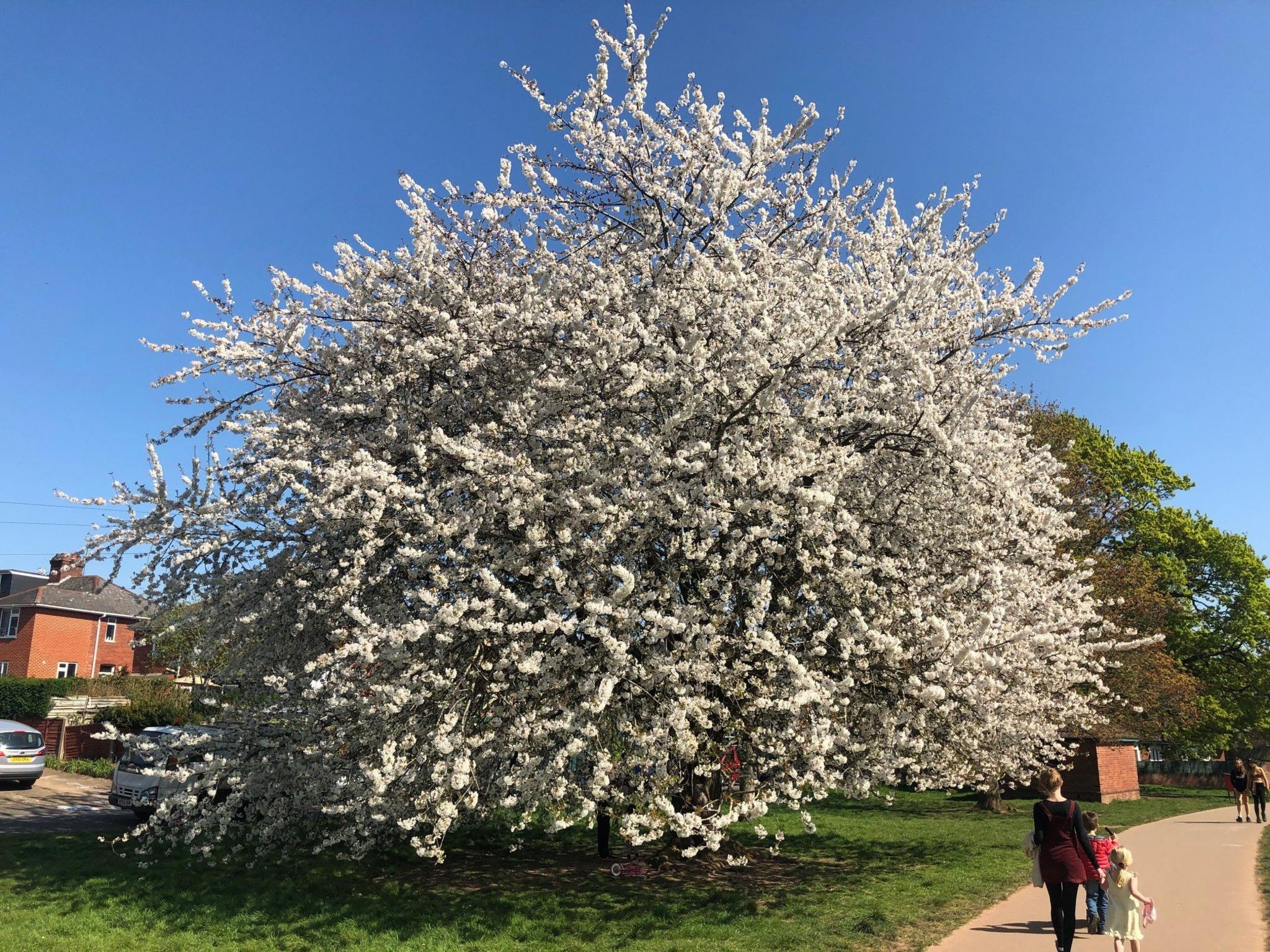 Cherry blossom tree in Heavitree Pleasure Ground