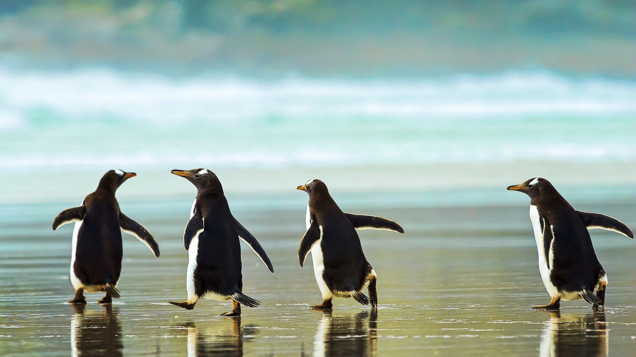 four-gentoo-penguins