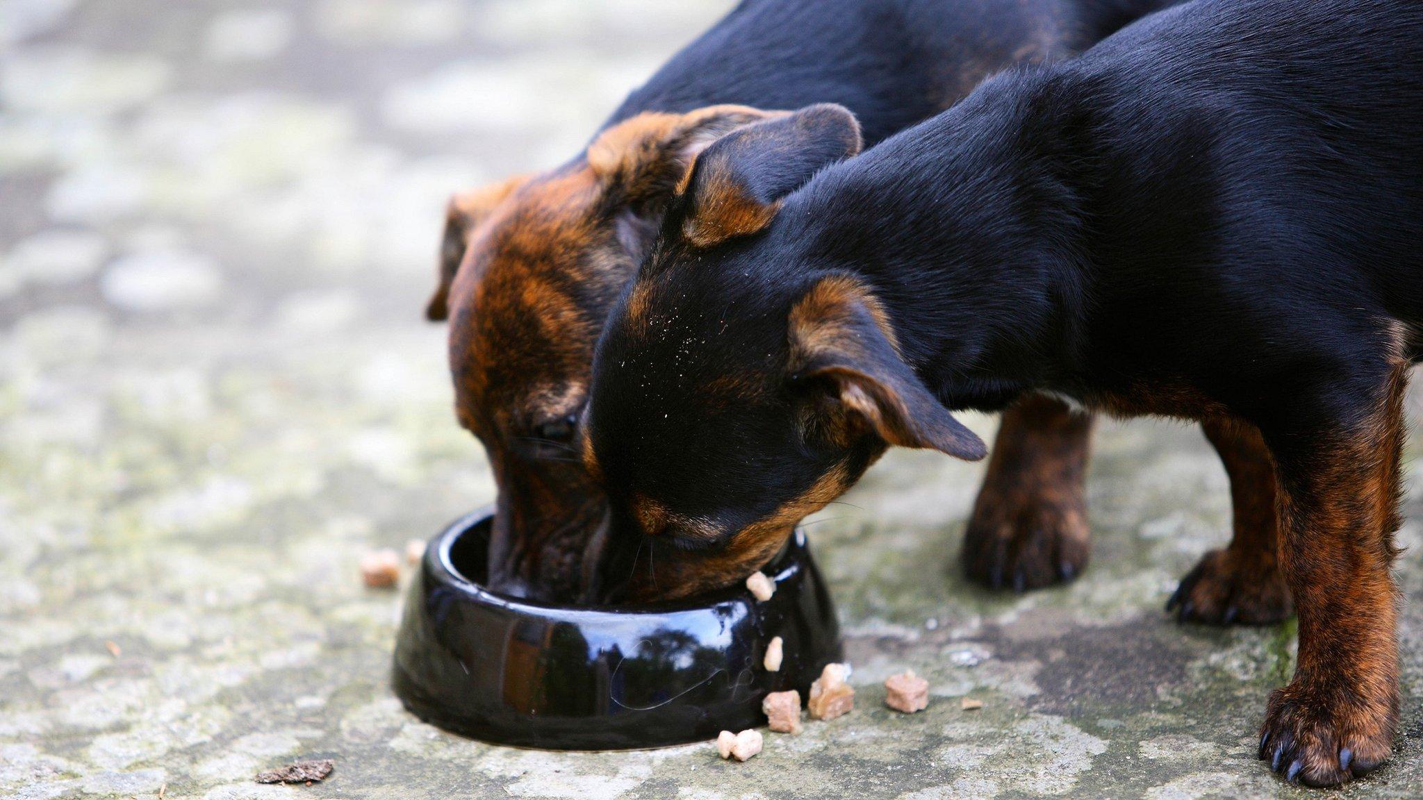 Black and tan Jack Russell puppies eat from a food bowl, England, United Kingdom.