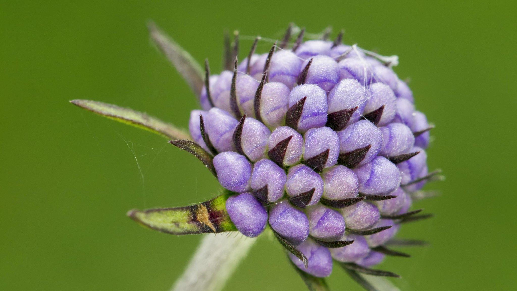 Devil's big scabius