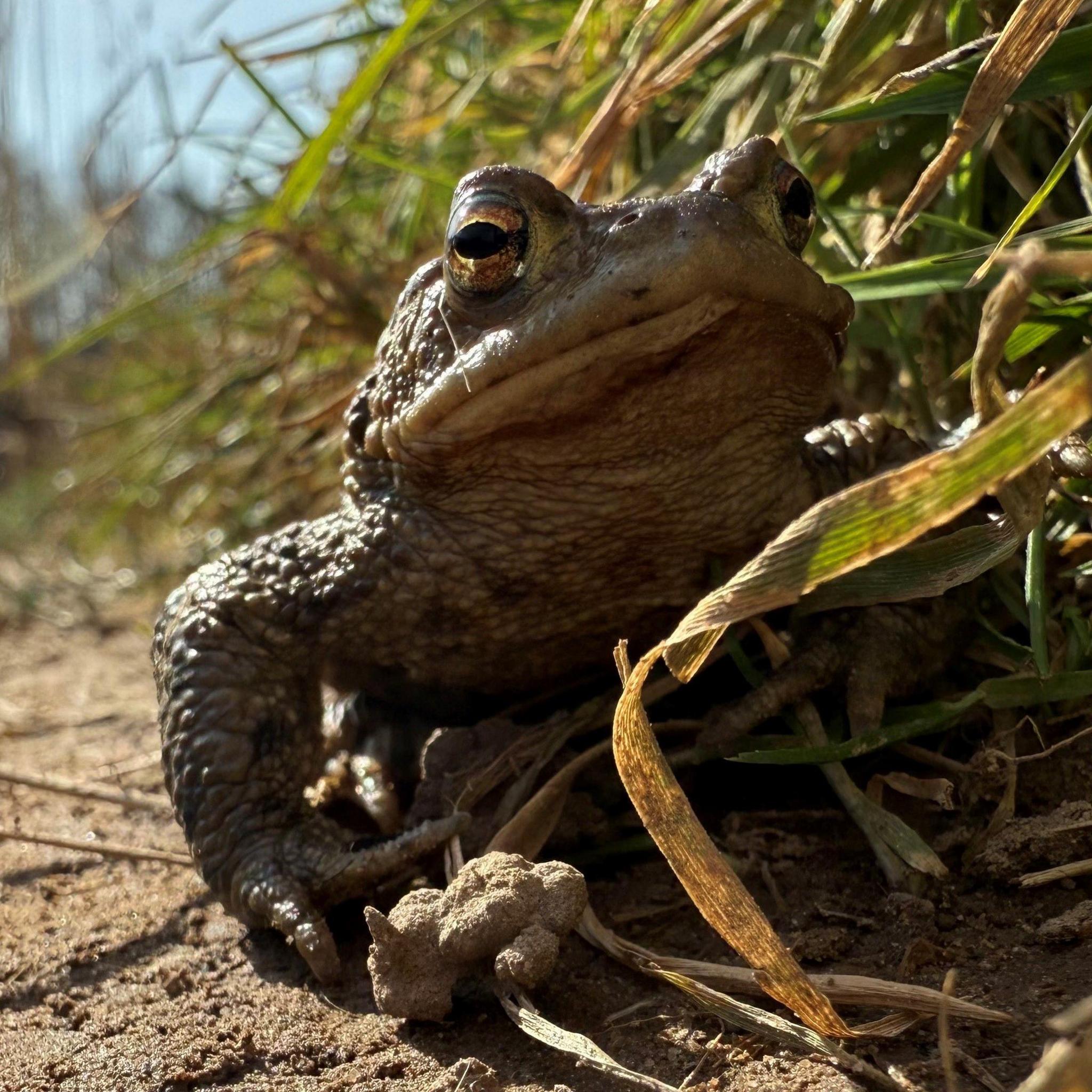 A toad looking directly at the camera. It is on a sandy riverbank. It has a green strand of grass in front of it. The toad is brown. It has dark eyes.