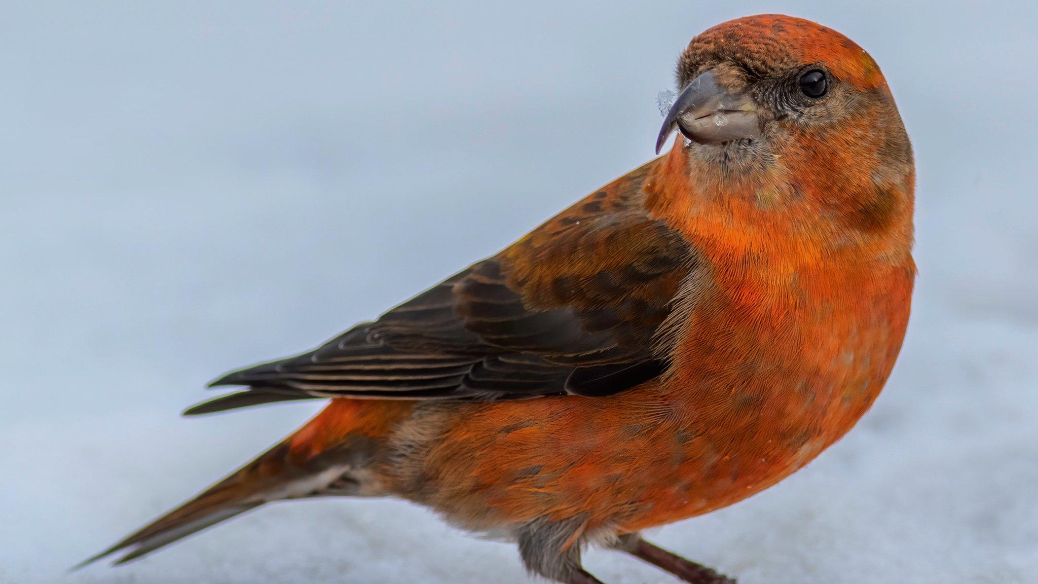 male-crossbill