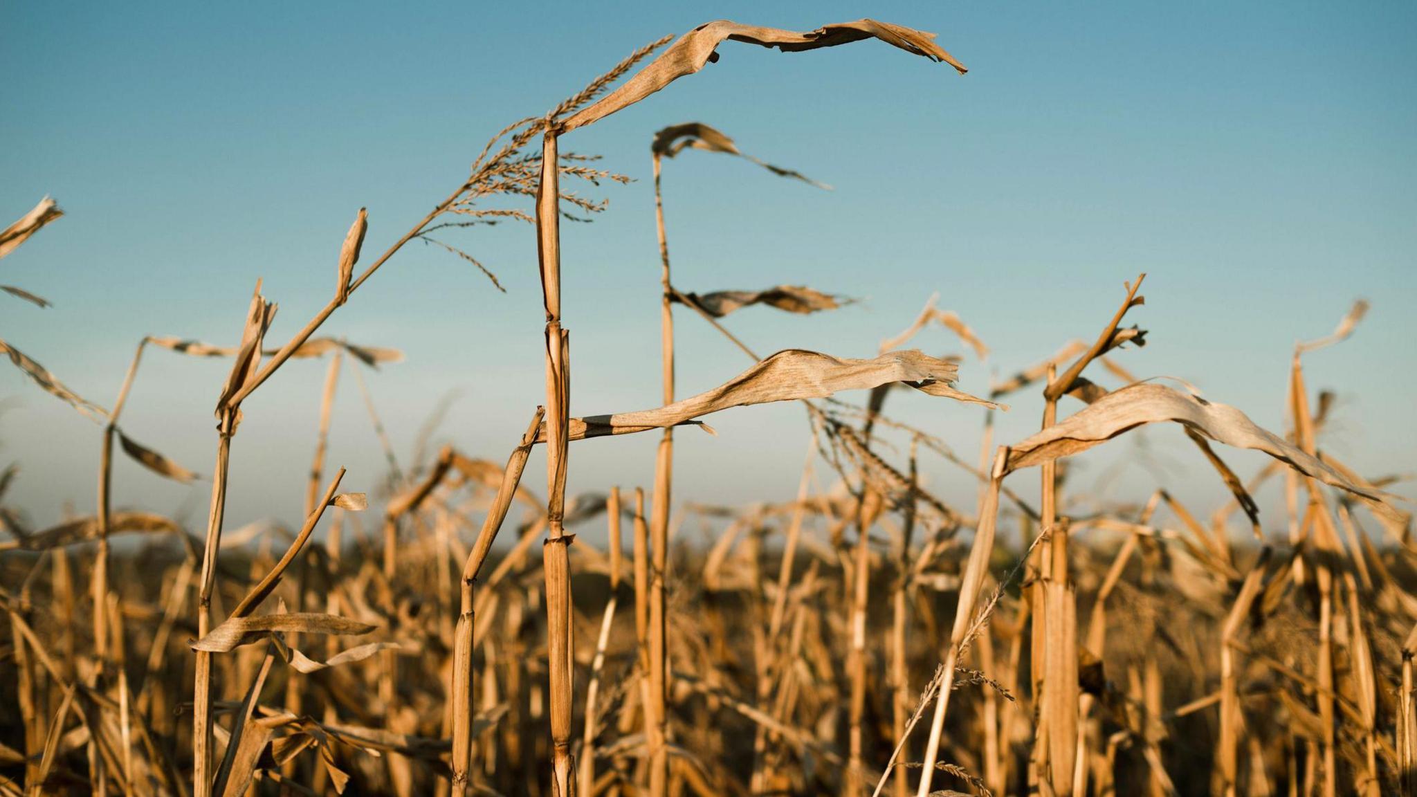 Dried corn stalks in a field