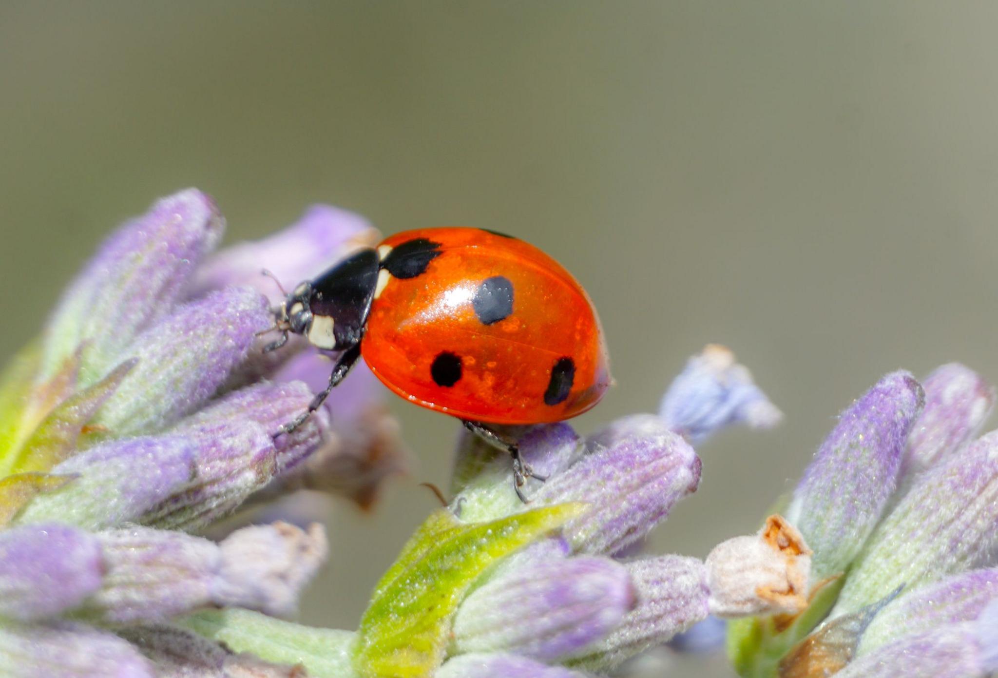 a ladybird with several spots rests on a lavender plant