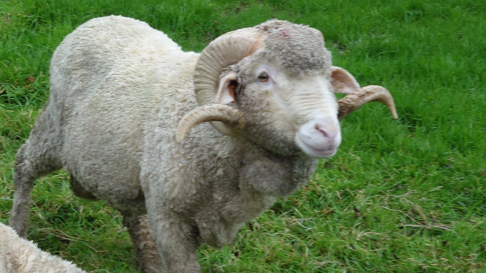 Merino ram