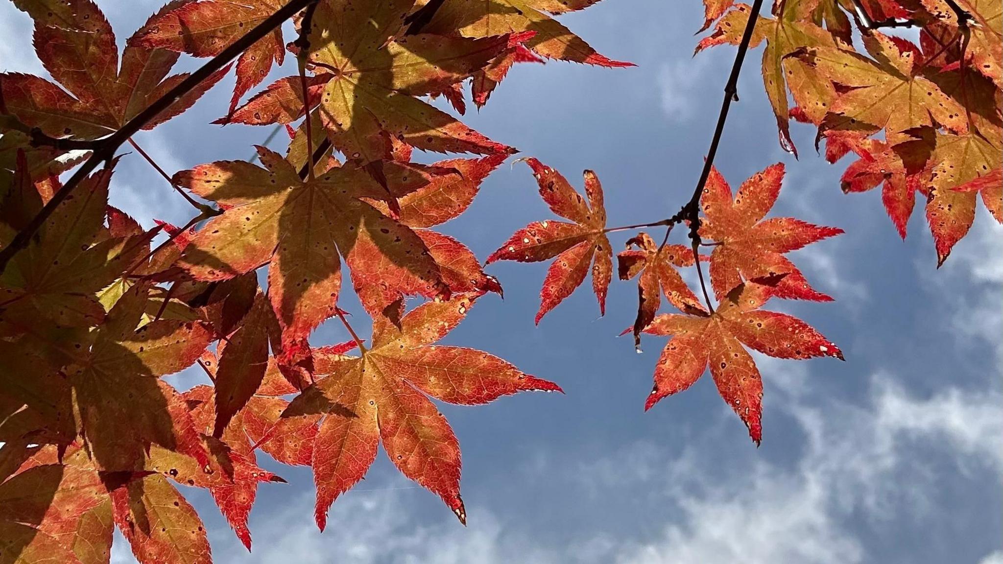 Red leaves on a Japanese maple tree on a branch with blue skies and a few wisps of white clouds behind them.