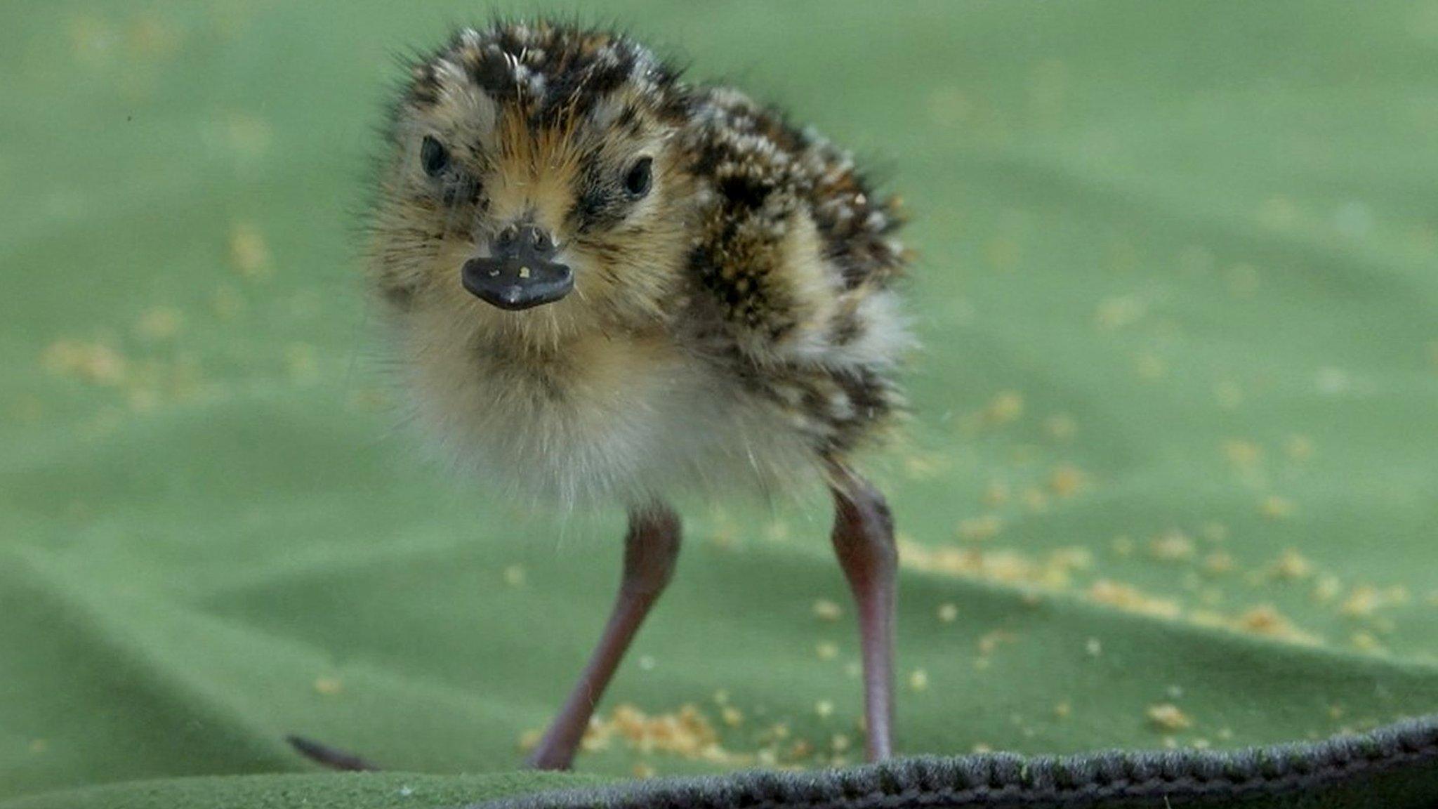 Spoon-bill sandpiper chick