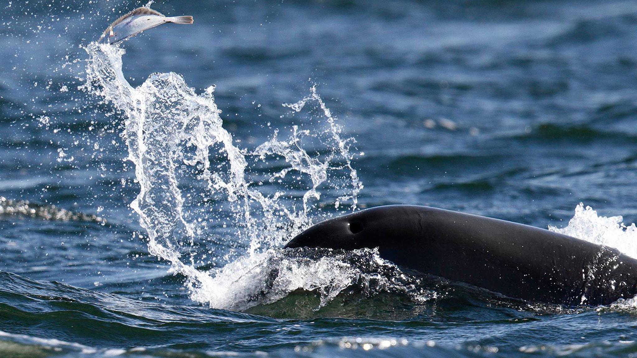 Bottlenose dolphin playing with flounder