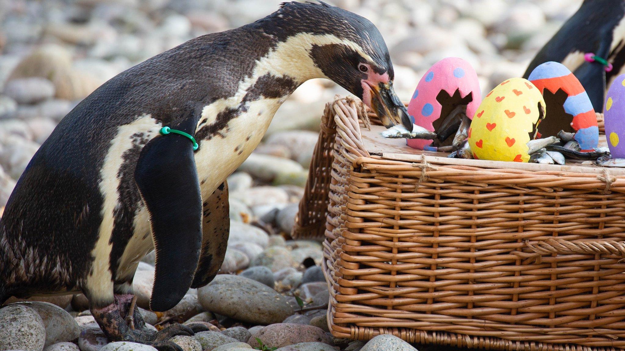 A penguin picks up fish with its beak from the Easter decorated basket