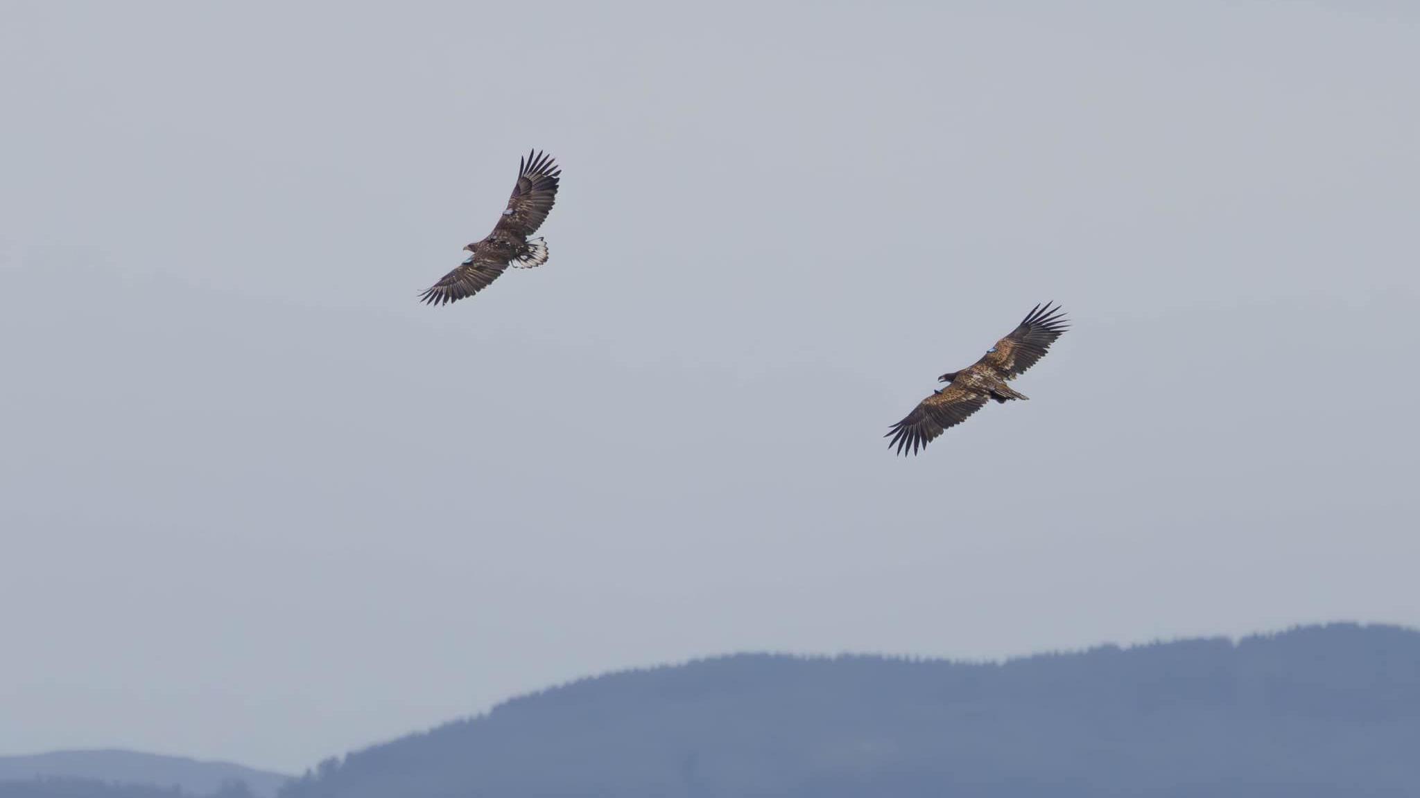 Two white-tailed eagles in flight. Once can be seen tagged with the letter N, the other with the number 47