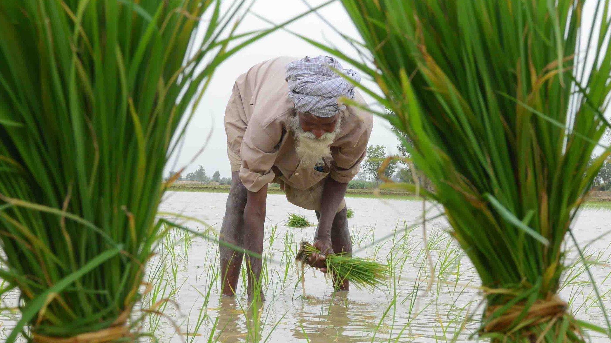 Rice farmer in field