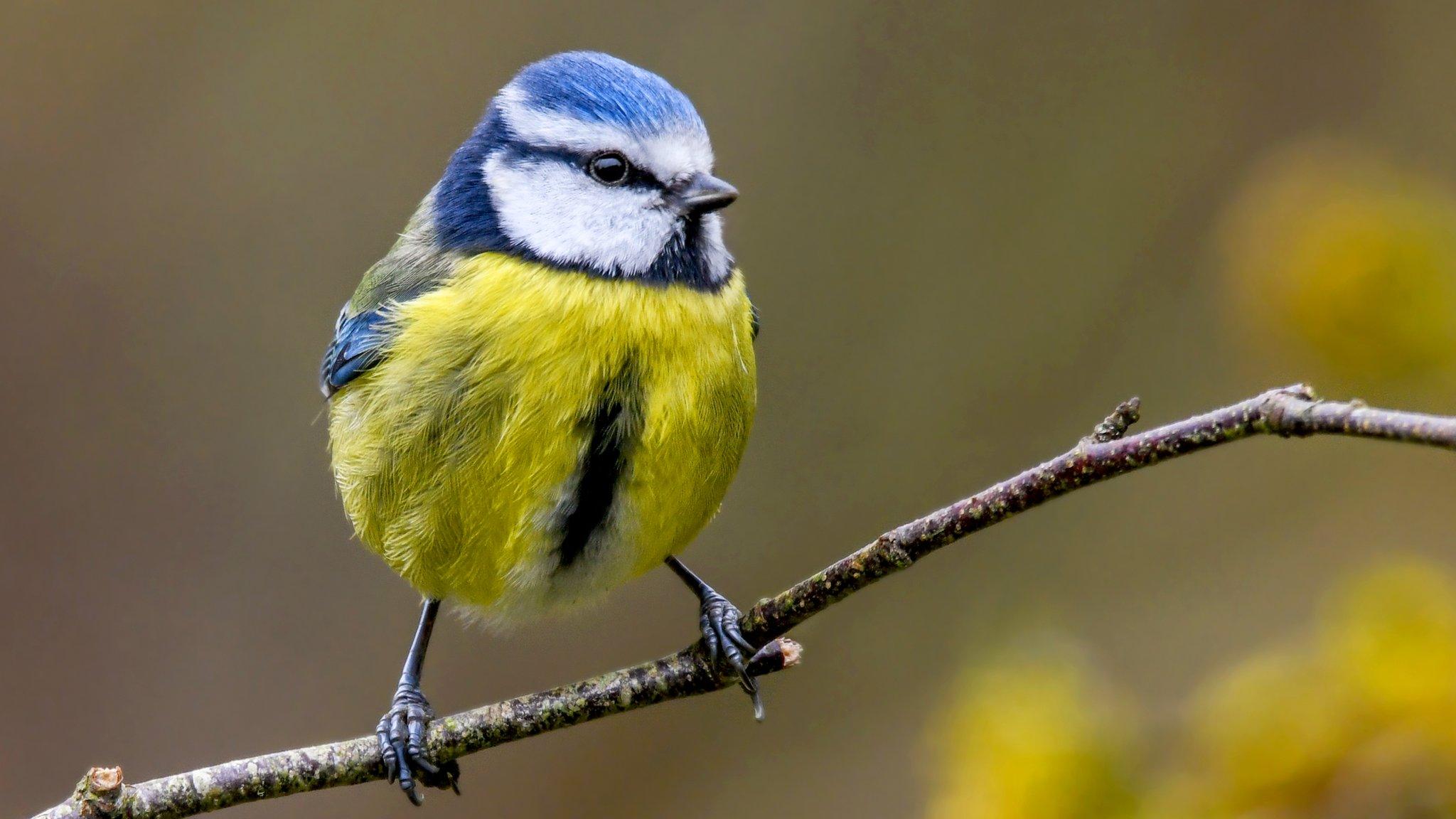 blue-tit.