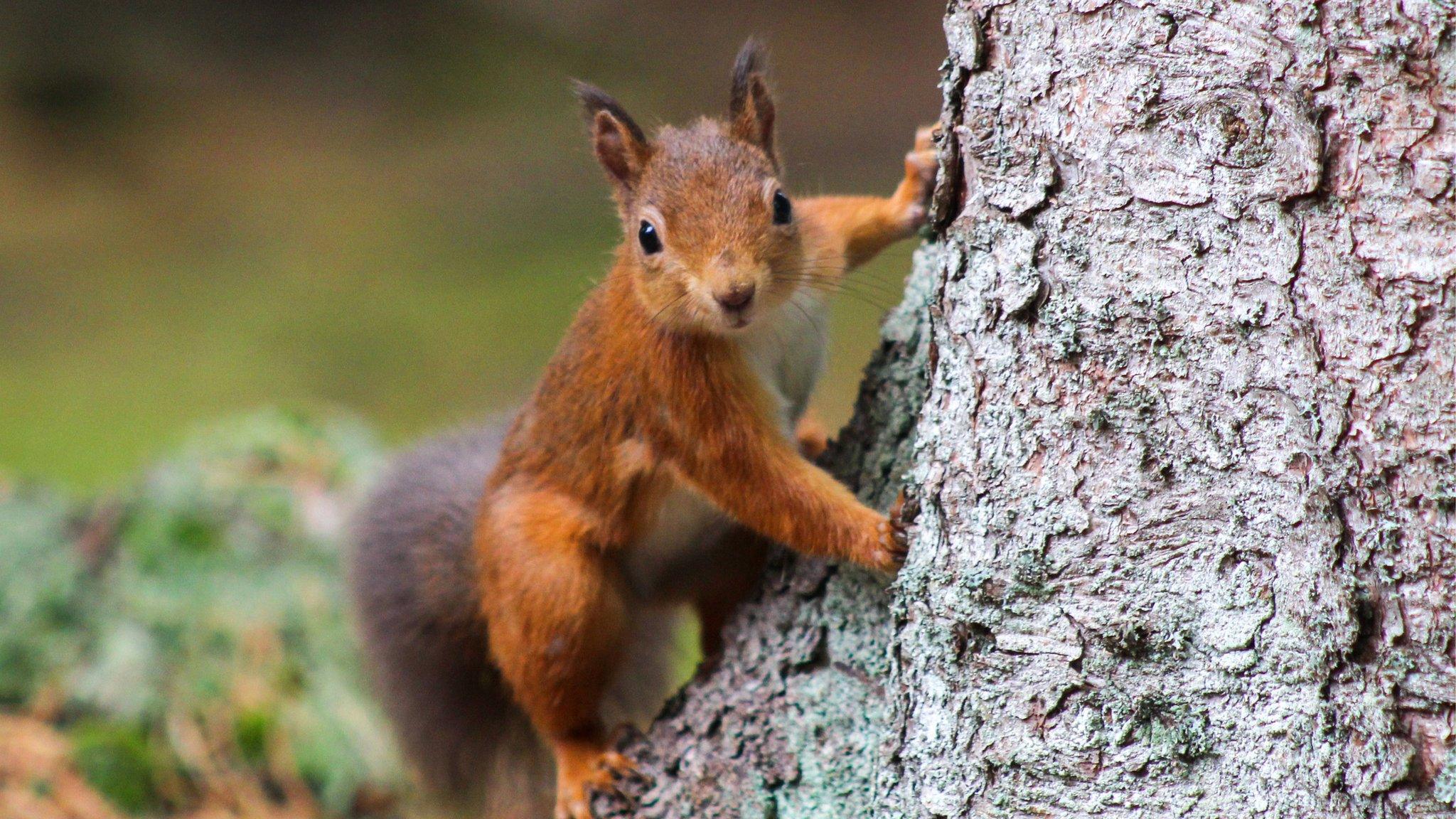 Red squirrel