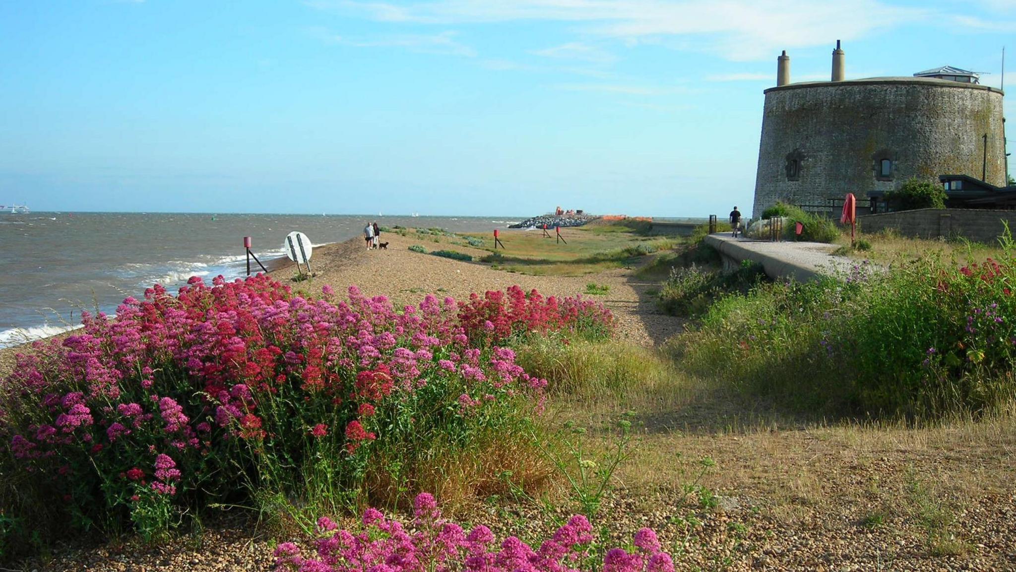 A Martello tower in Felixstowe Ferry - a two-storey rounded fortification, with two windows visible. The shingle beach in front of the tower and promenade has  magenta-coloured flowers growing in the foreground.