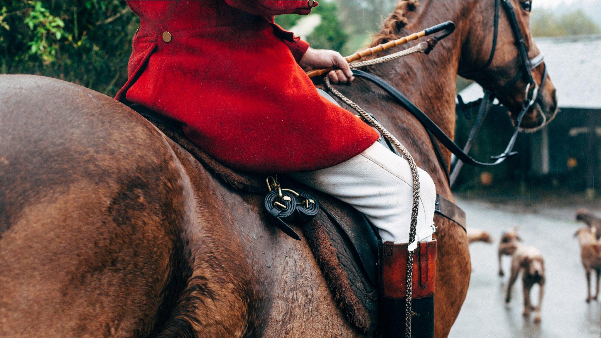 Fox hunt rider on a horse with hounds in front