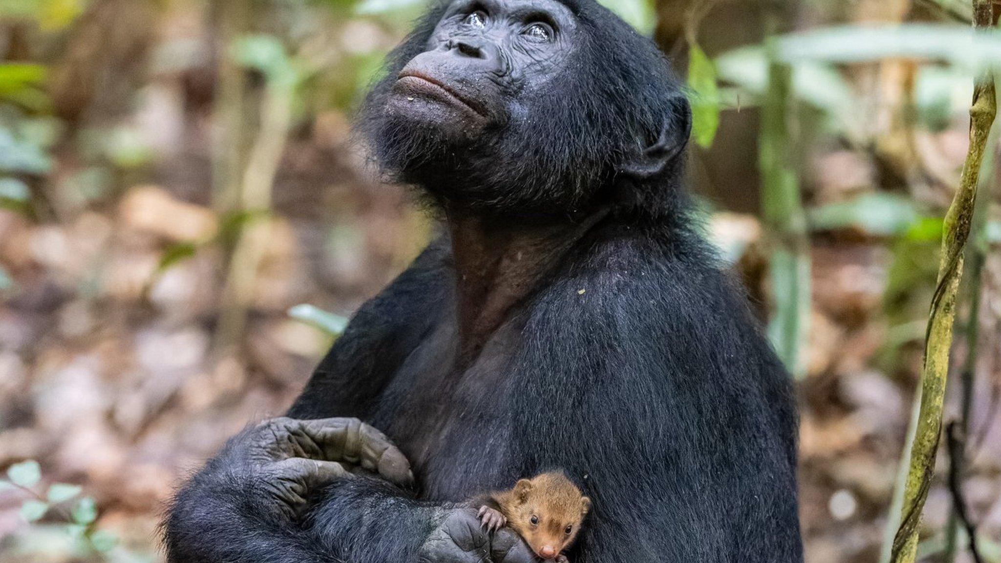 Bonobo cradling a mongoose