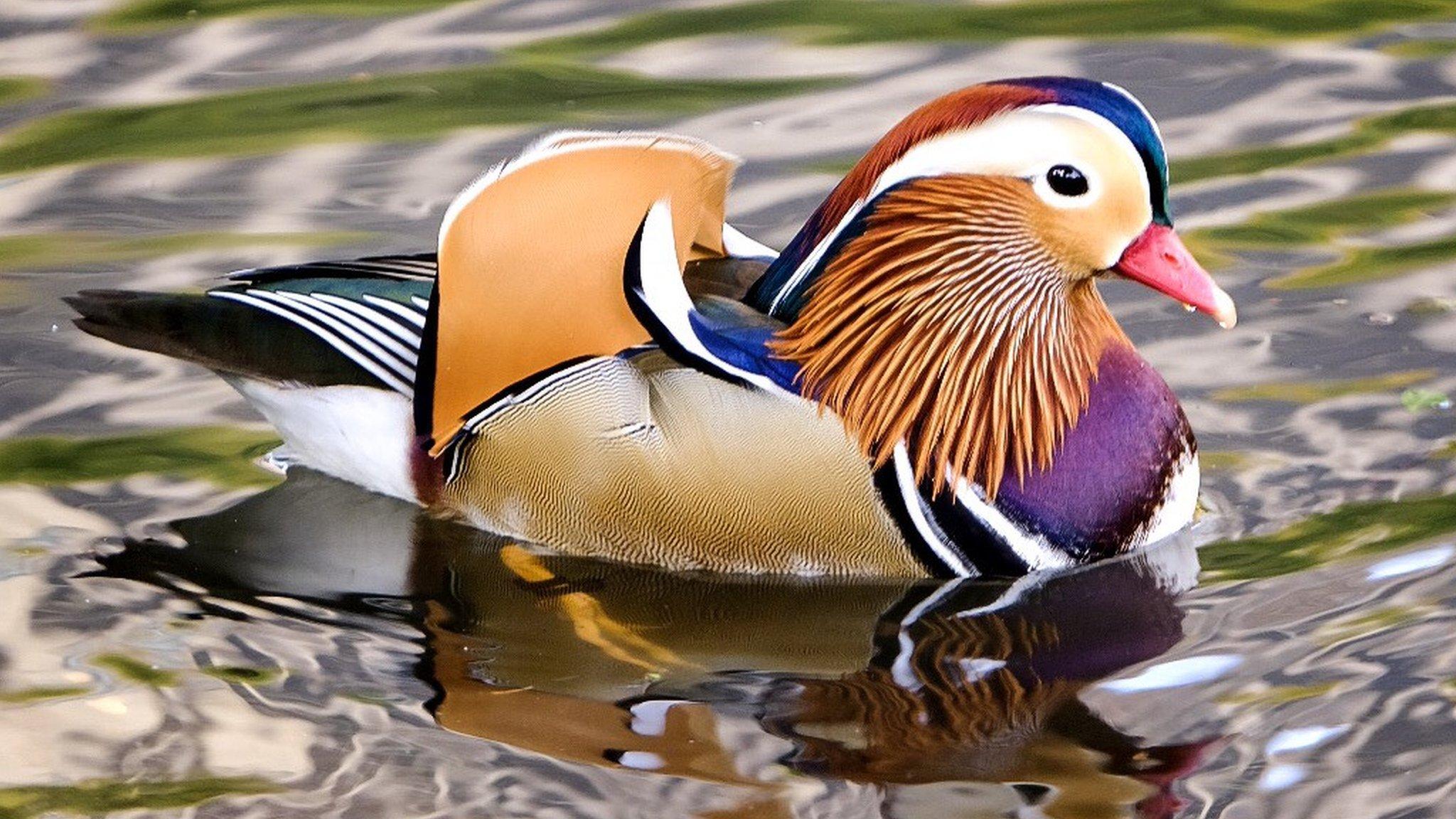 Mandarin duck in NYC