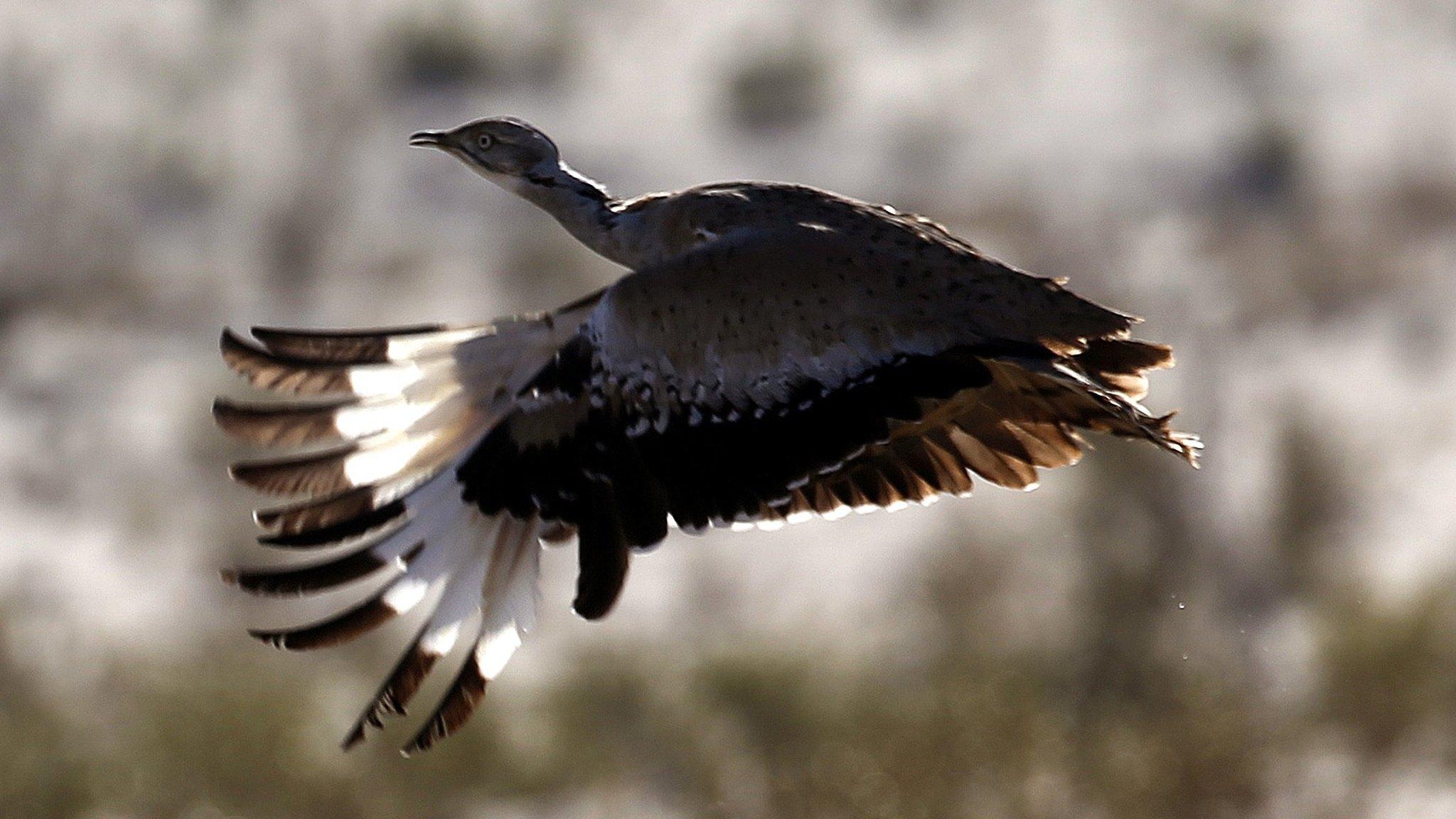 A houbara bustard flying, 9 December 2014