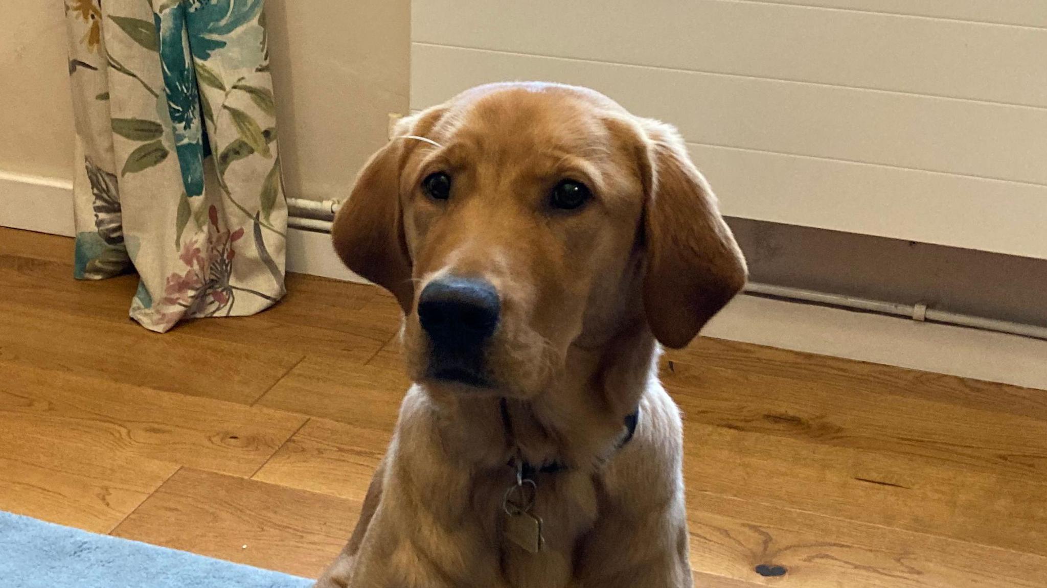 Karter the dog is pictured looking slightly away from the camera. He is a golden colour and sits on a wooden floor within his trainer's home.