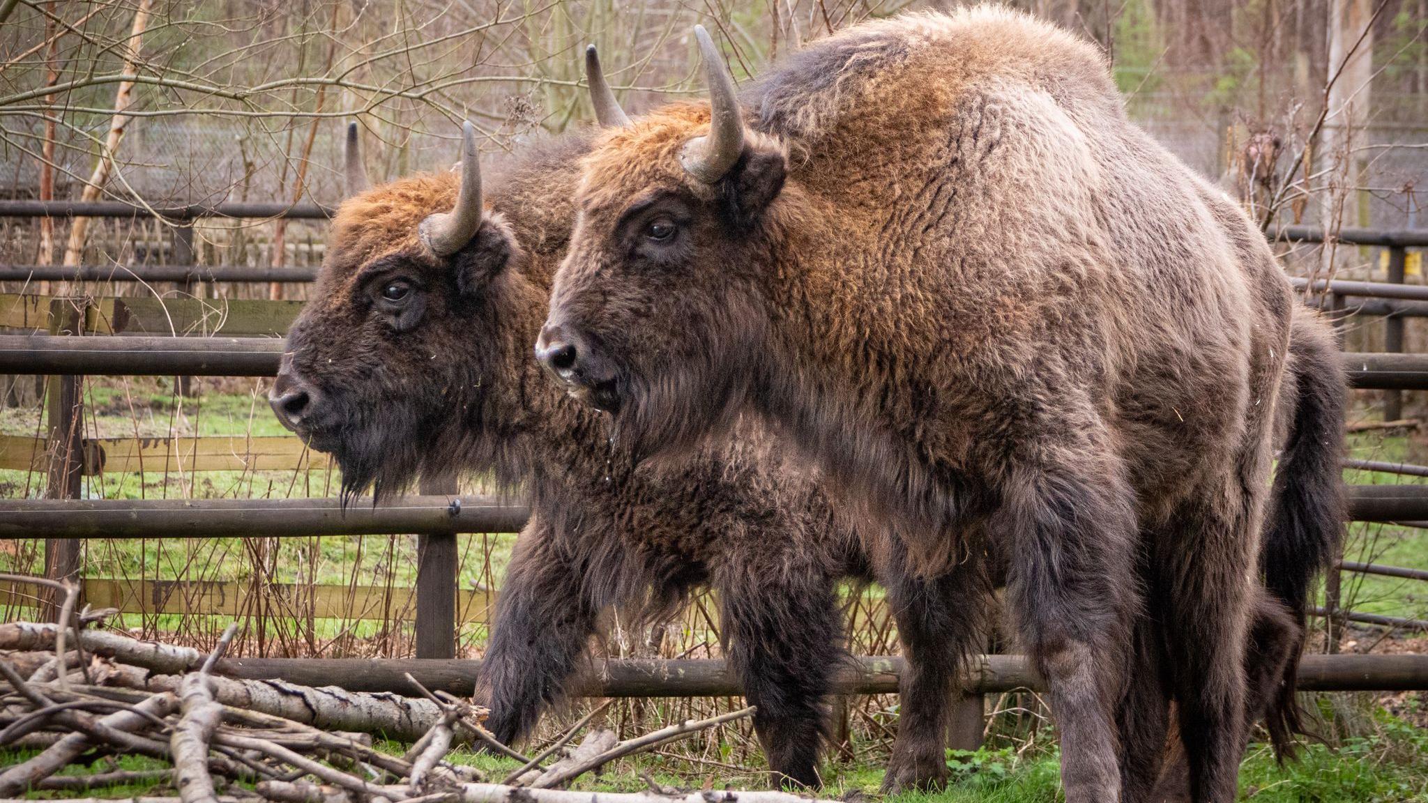 Close up shot of two bison Fury and Haze at Wildwood near Canterbury