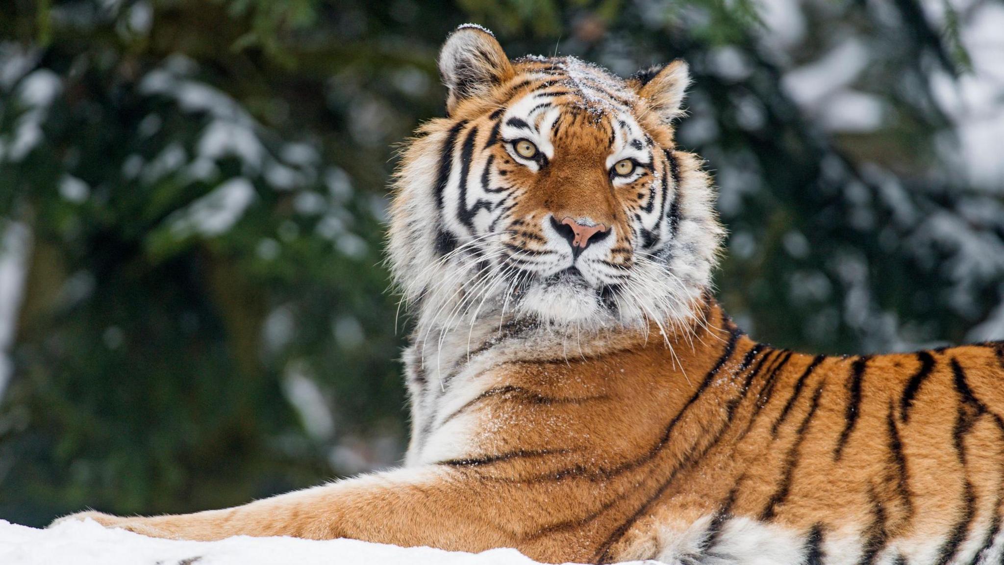 A Siberian tiger lies in the snow looking ahead