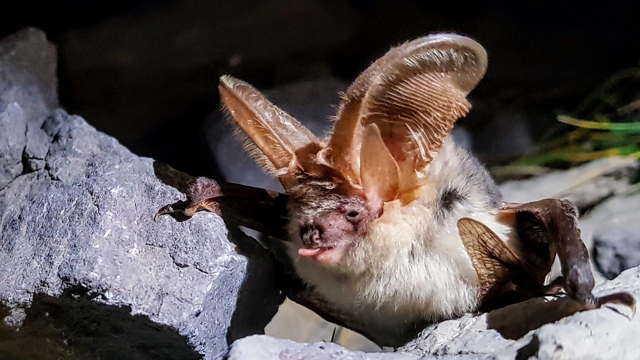 Brown long-eared bat