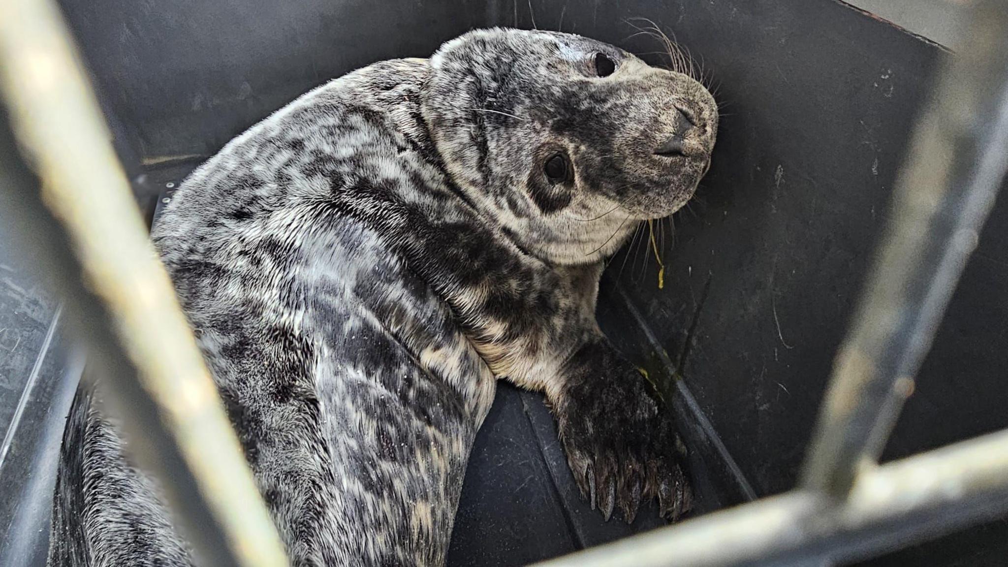 A seal pup with a black and white speckled coat looking up at the camera. It's laid inside a carrier.