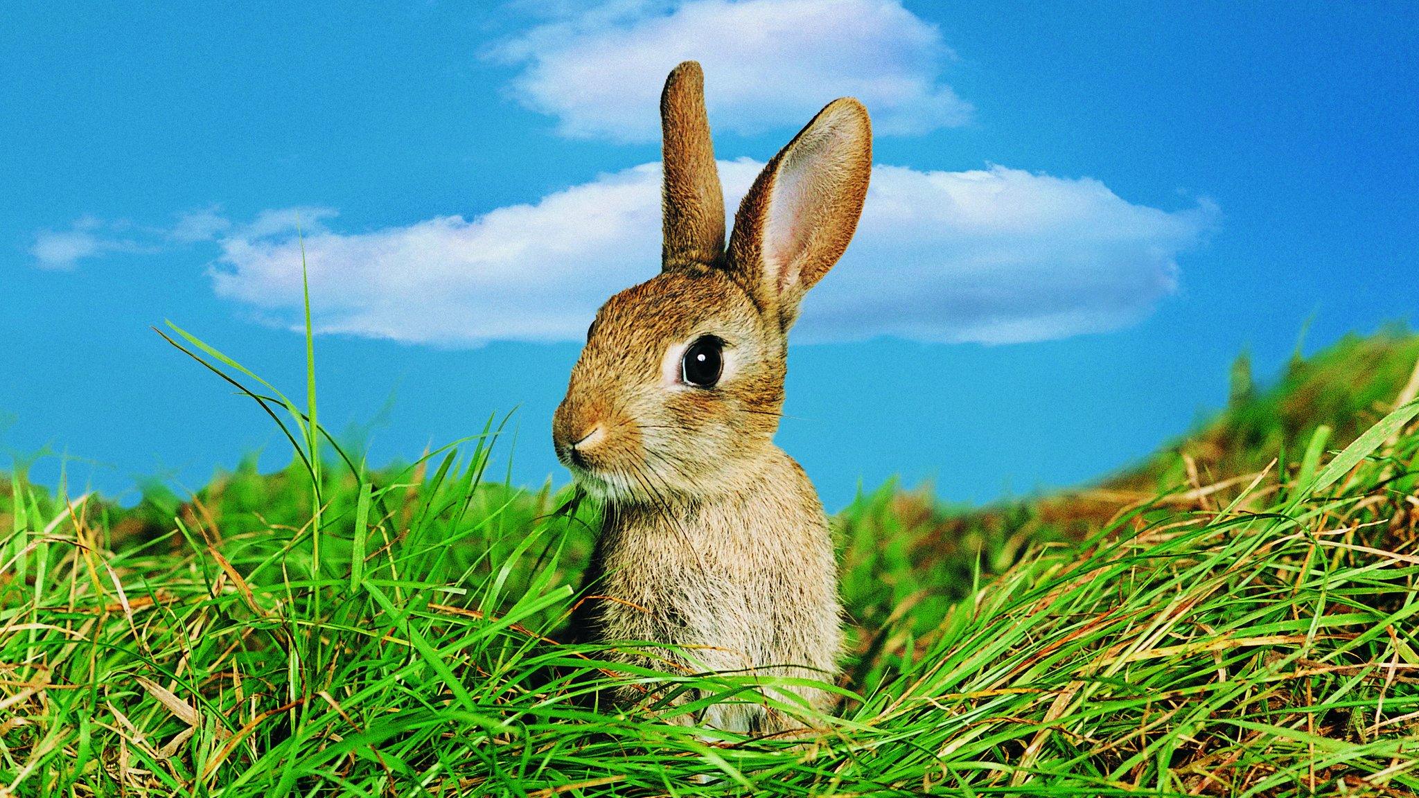 Rabbit in a field